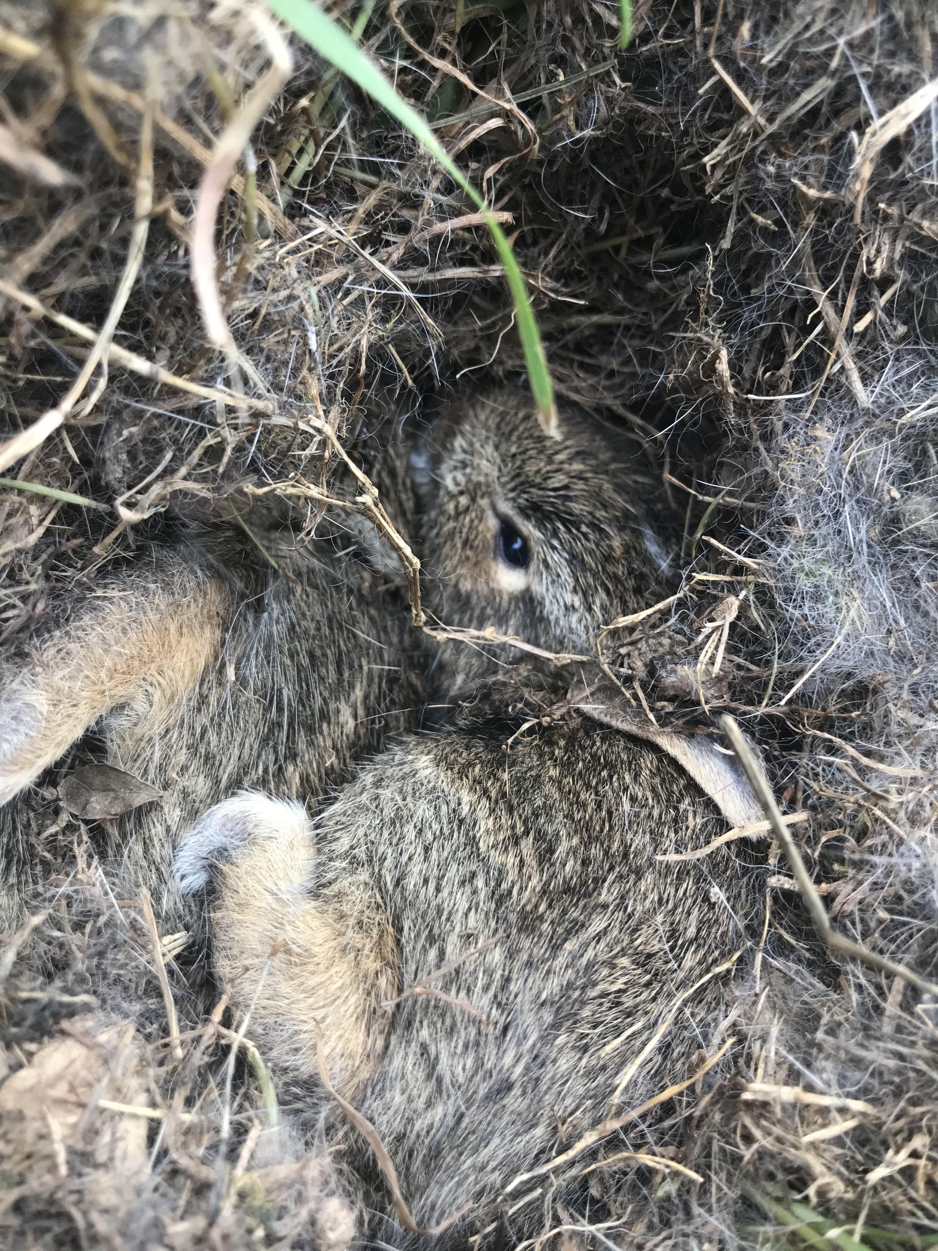 A nest of baby bunnies that was in my yard around 4 months