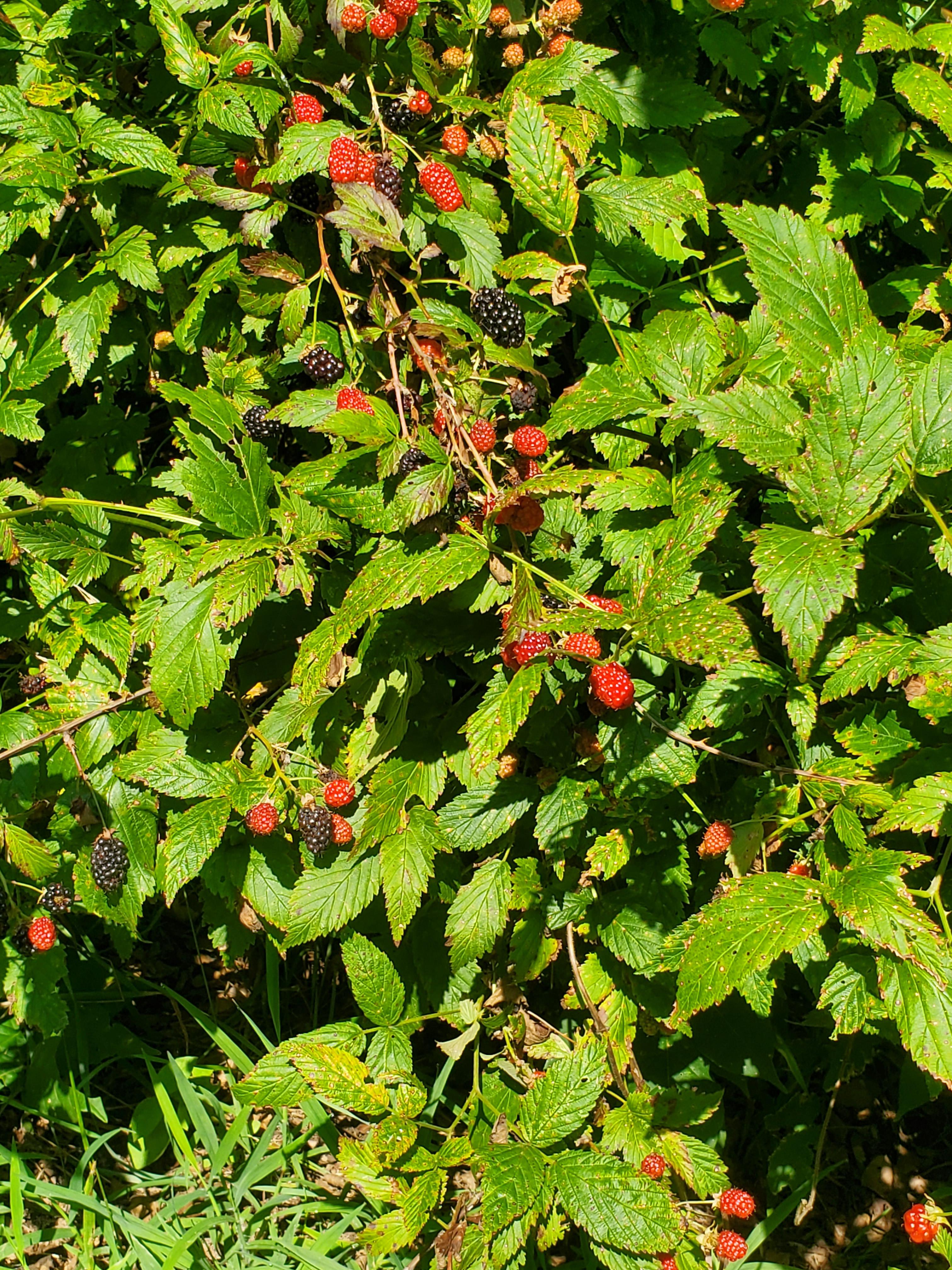 Are these berries safe to eat? Found them growing in my backyard r