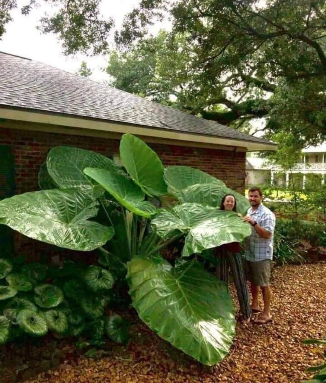 Elephant Ear plant in Louisiana. r/HumanForScale