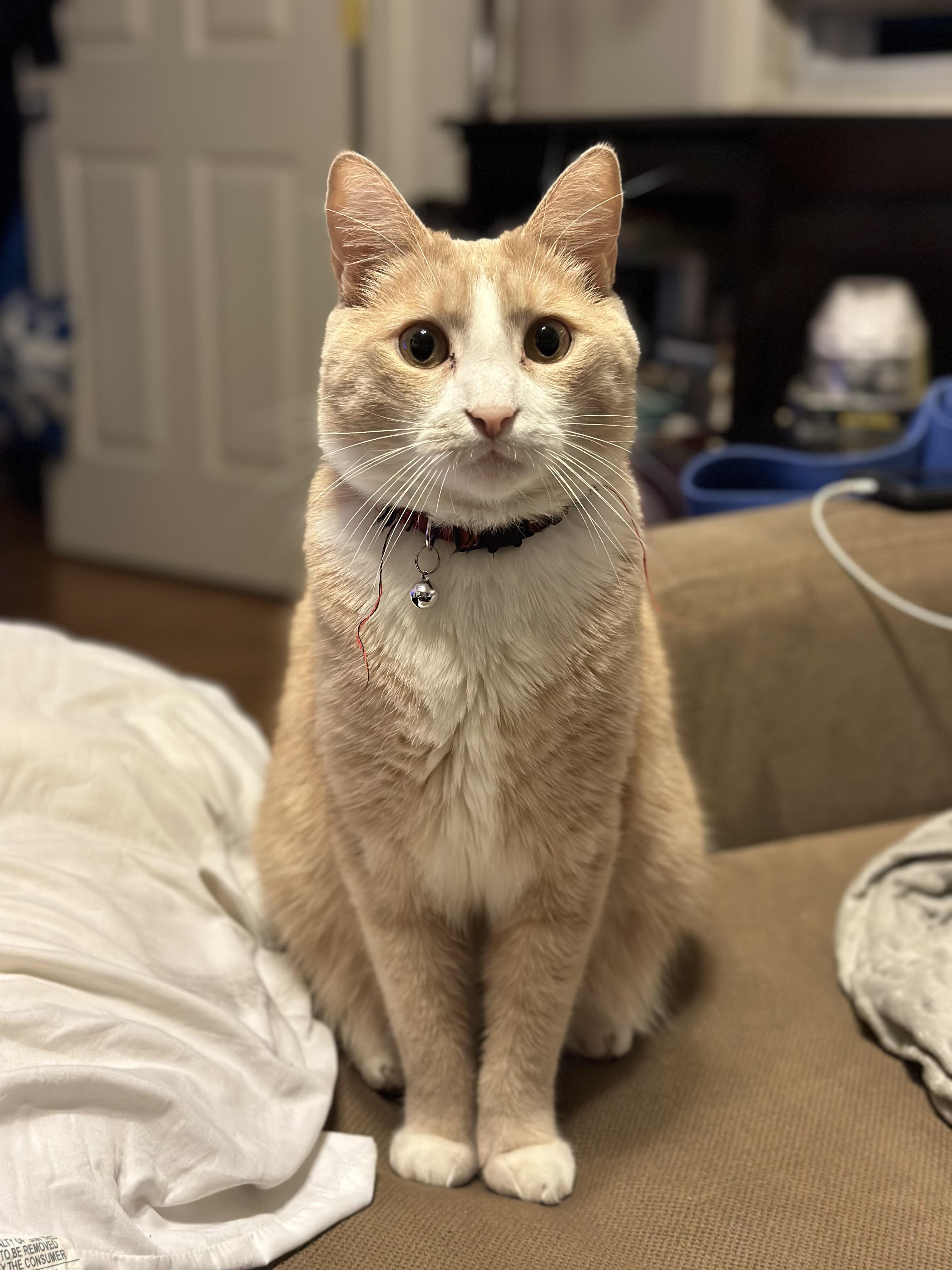 This guy keeps staring at me while I’m trying to eat. r/aww