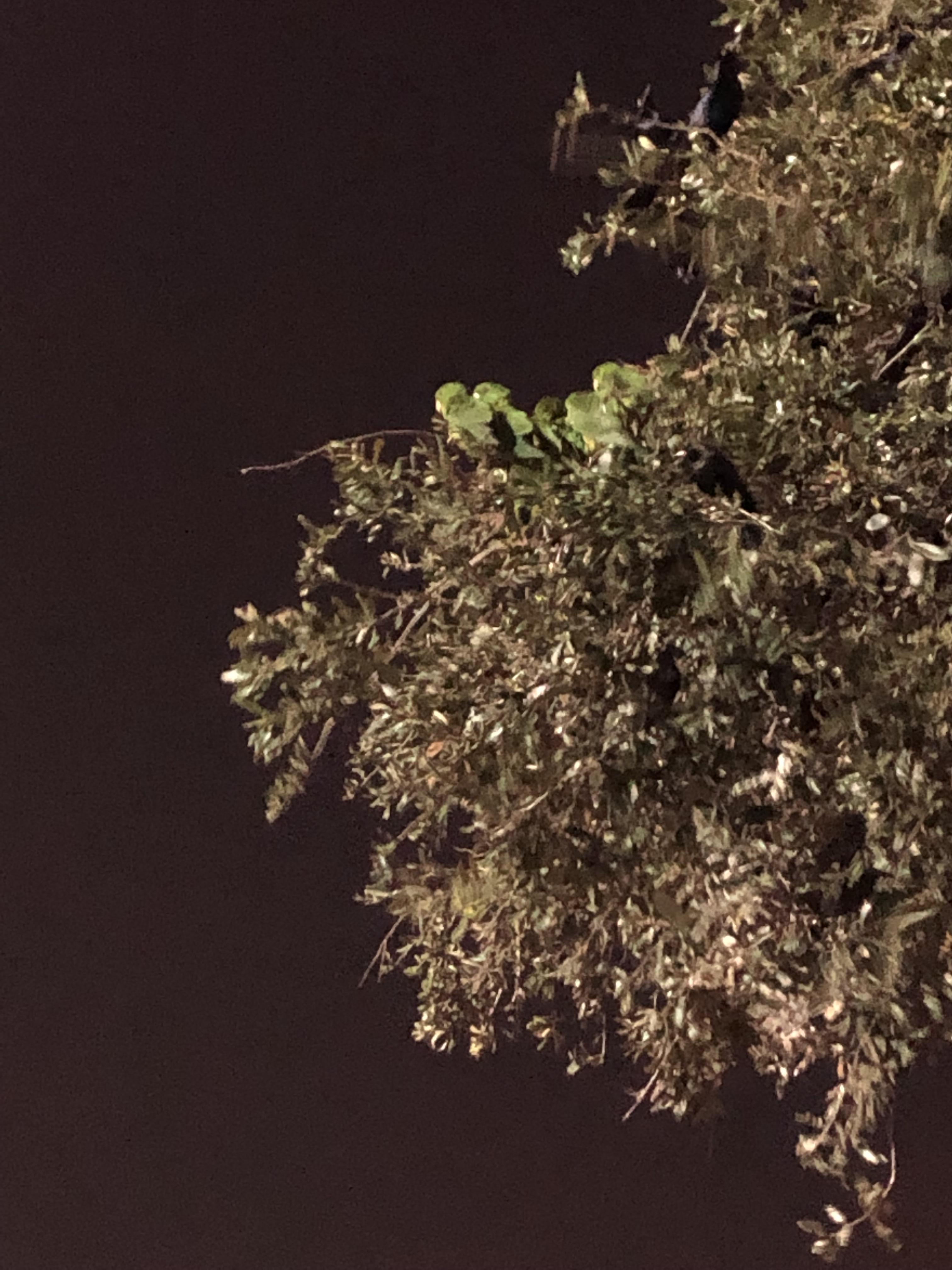 Parrots in a tree, HEB parking lot McAllen, TX r/texas