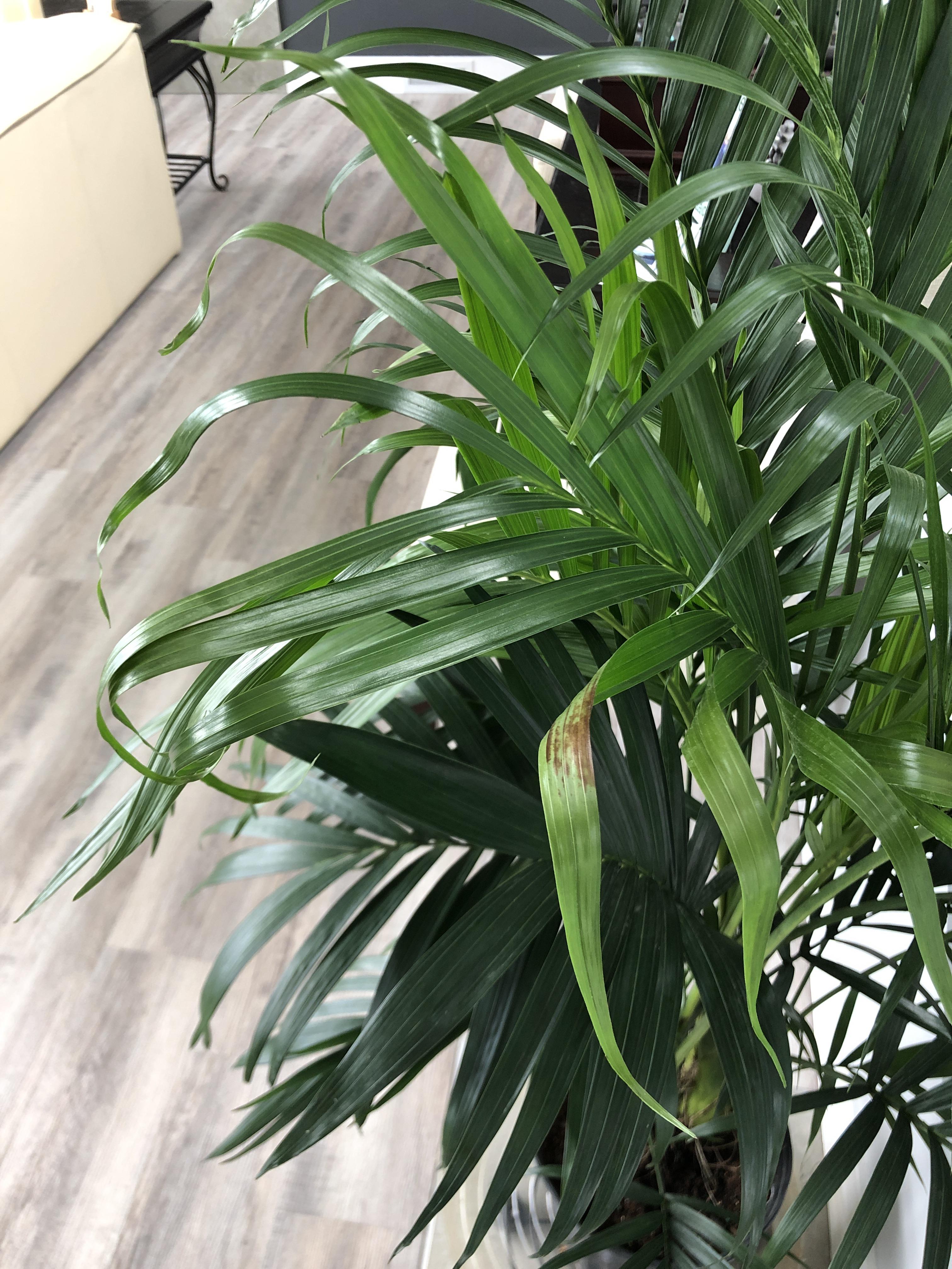 Does anyone know why my cat Palm is curling like this I’m not sure if