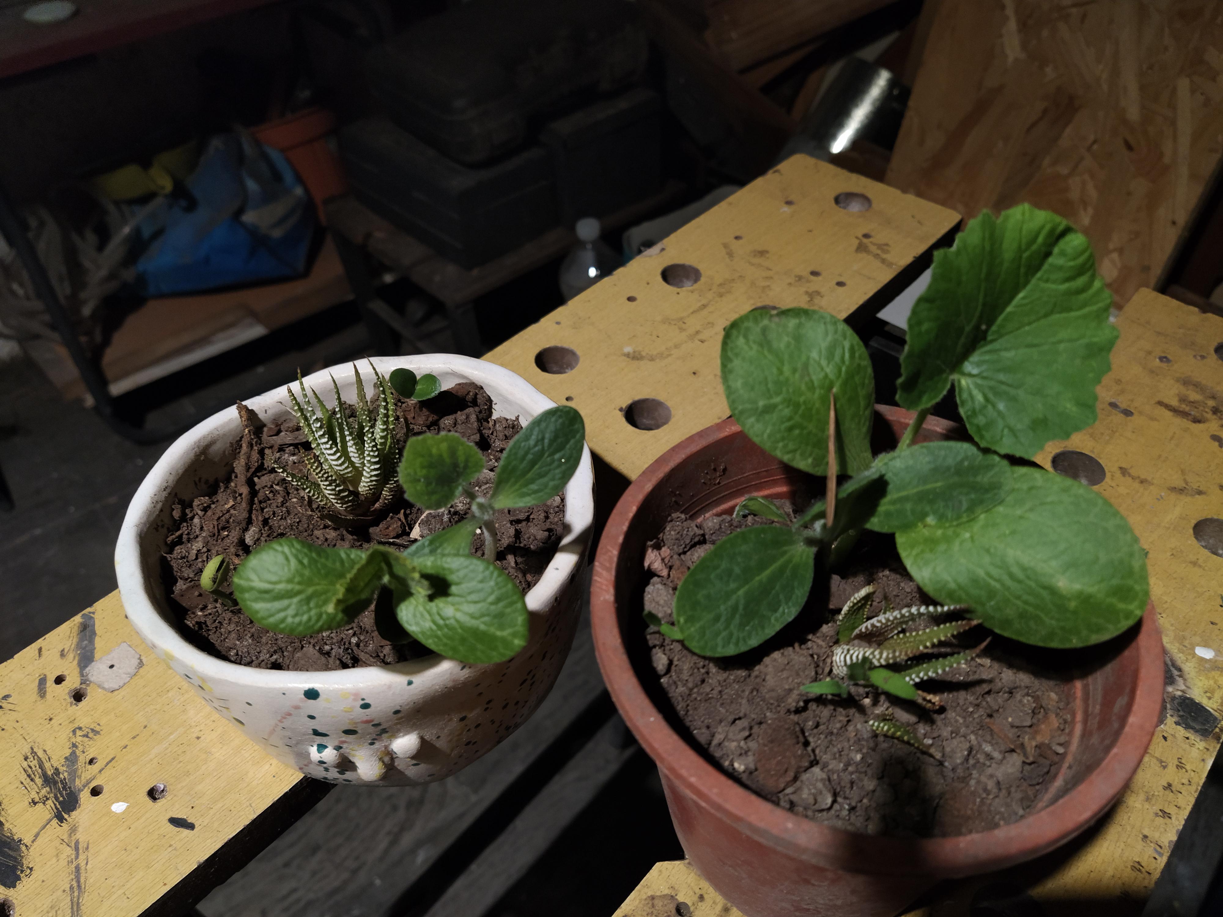 My friend gave this succulents and he used compost as soil. Those