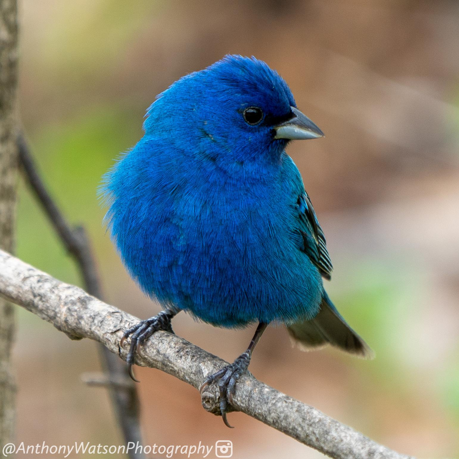 Indigo Bunting curious about me in Franklin, Wisconsin r