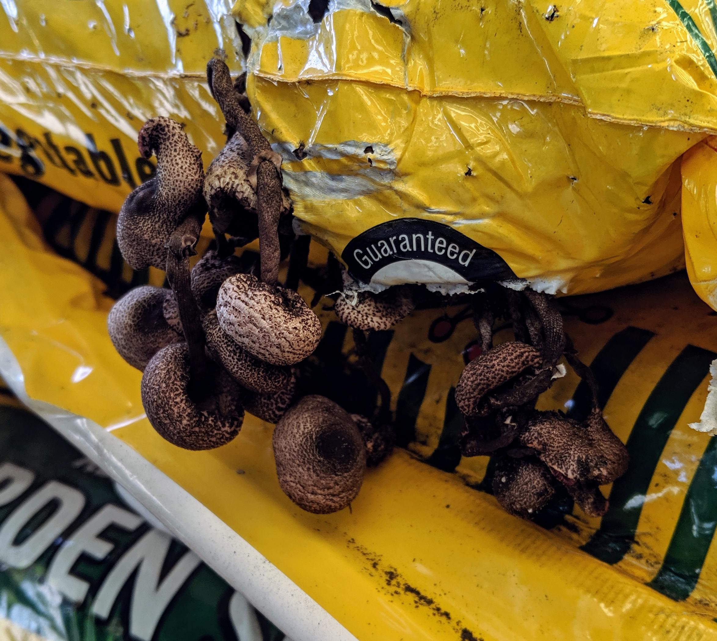 These mushrooms growing from soil bag at homedepot, "life finds a way