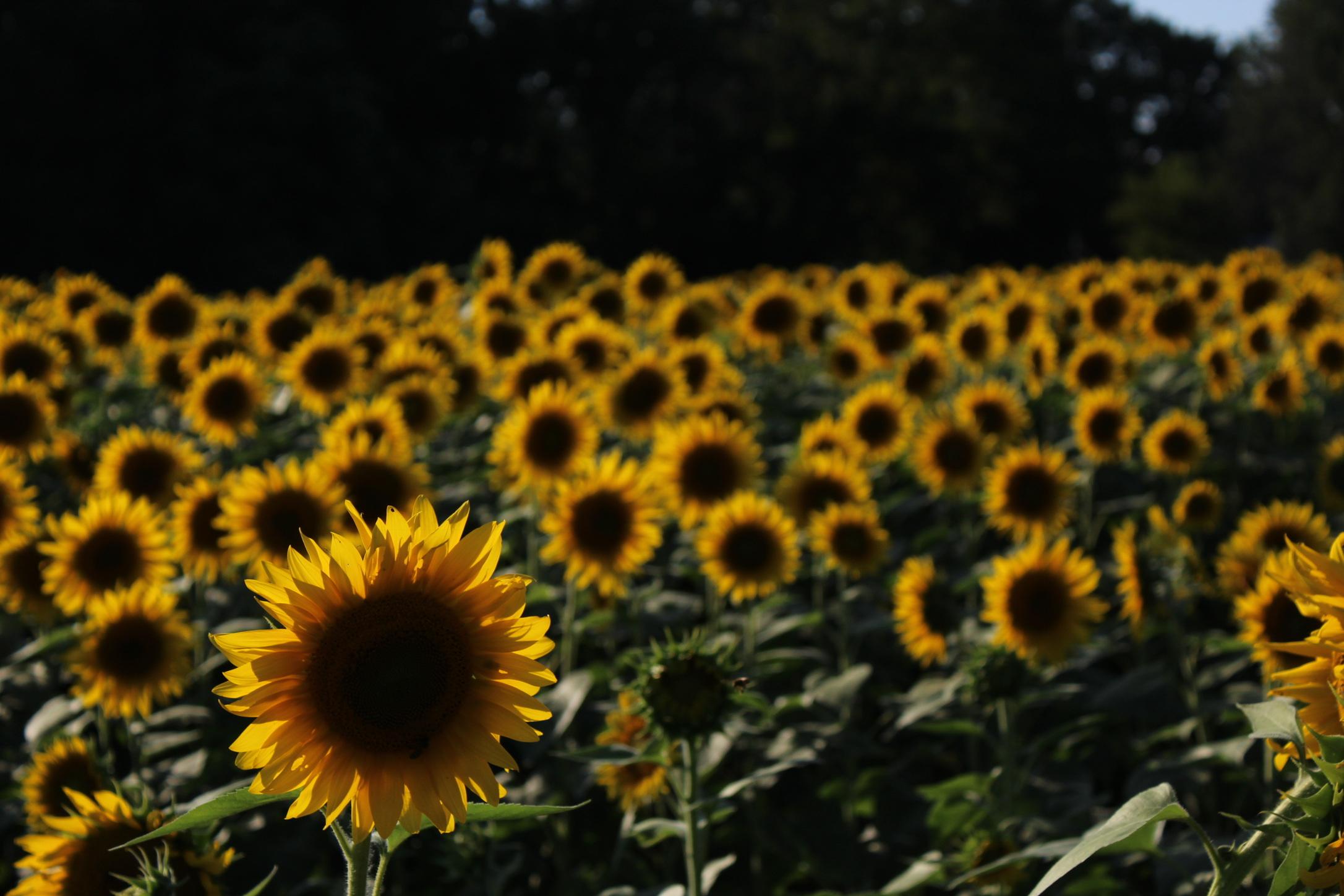 Obscure Sunflower Field in Yellow Springs, OH [OC] [2173 x 1449] r