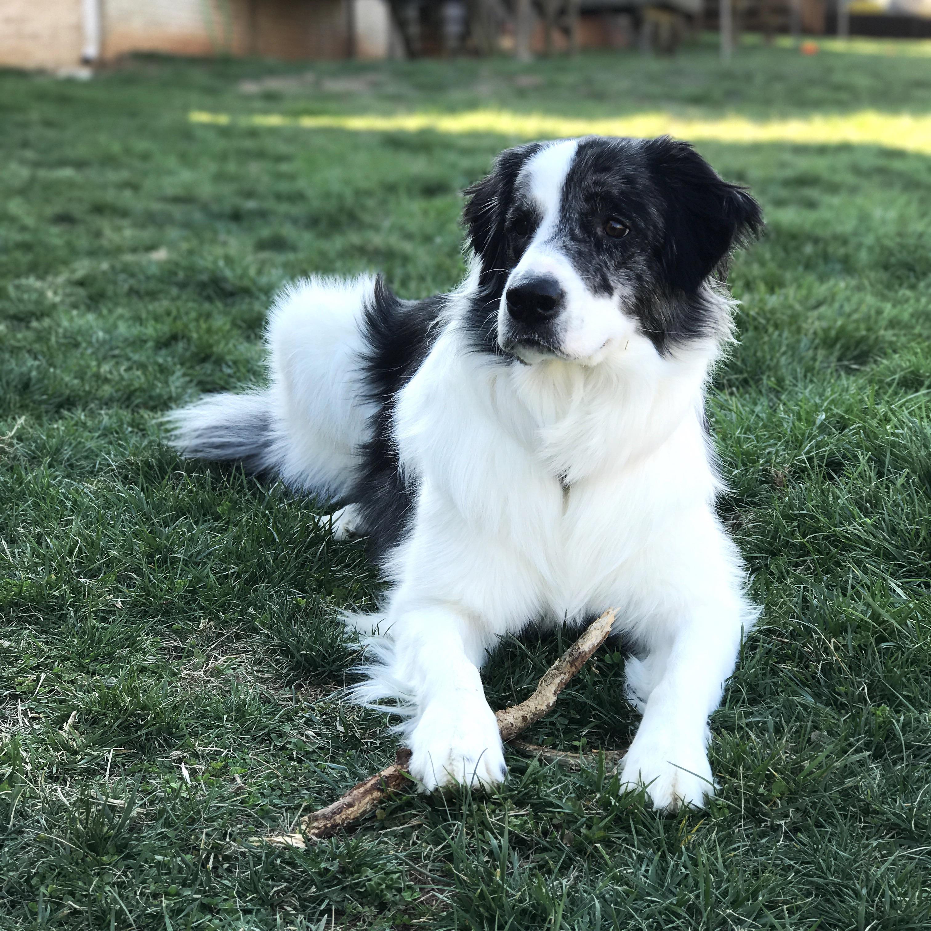 This is Lexi Great Pyrenees/ Border Colli mix r/greatpyrenees