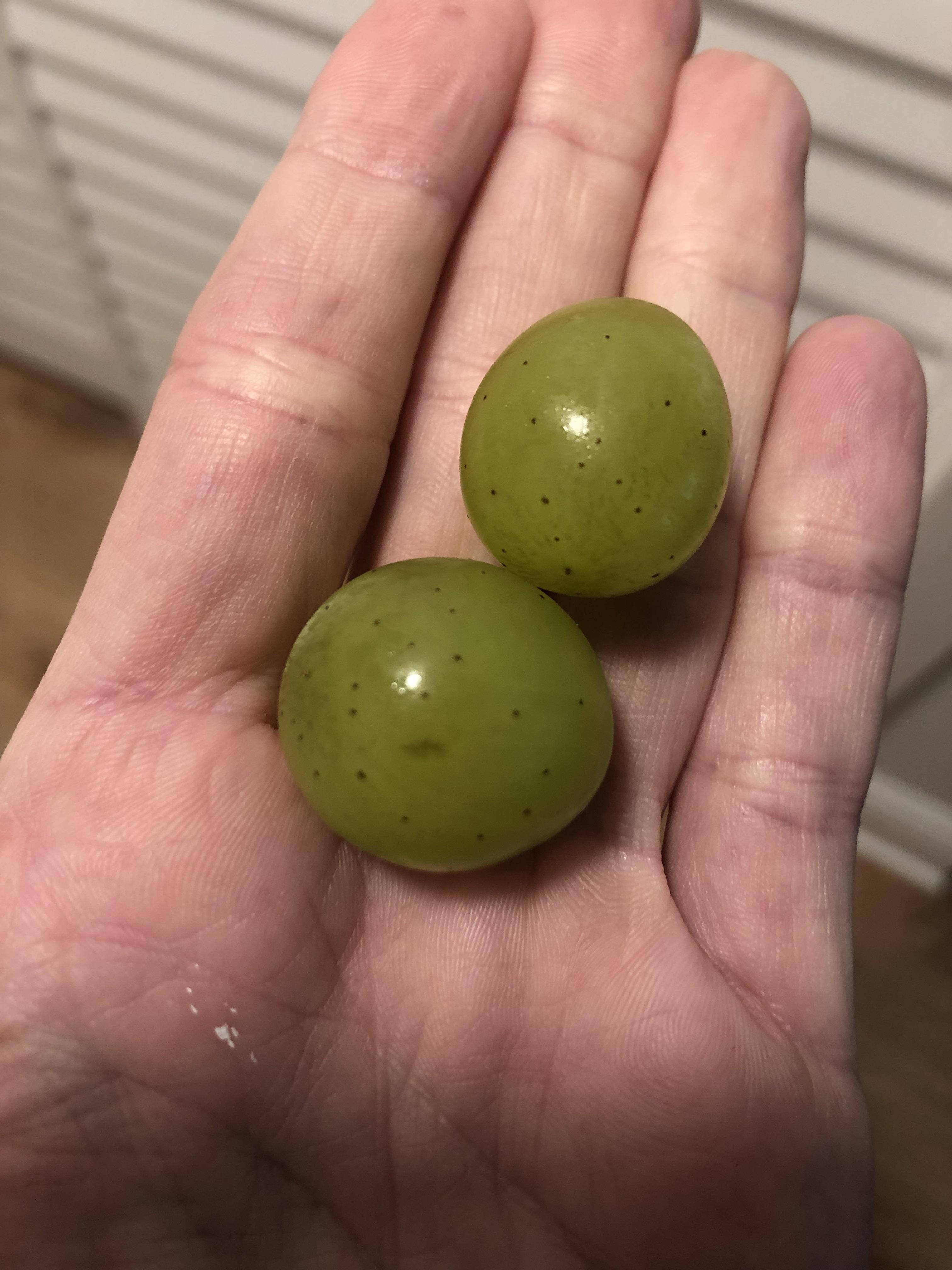 A bunch of my grapes have these small brown spots all over them. I’ve