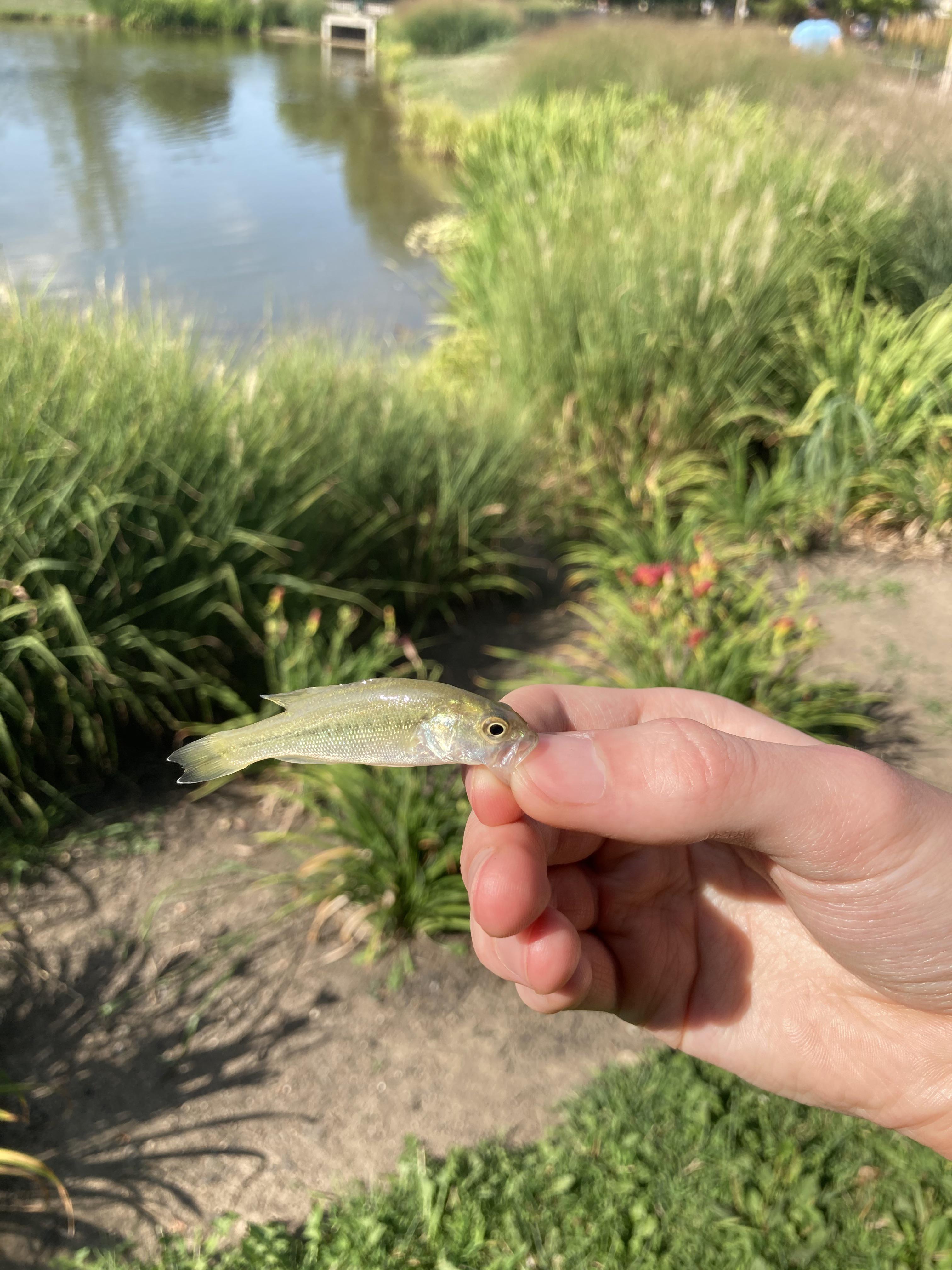 The smallest micro bass I’ve ever caught r/bassfishing