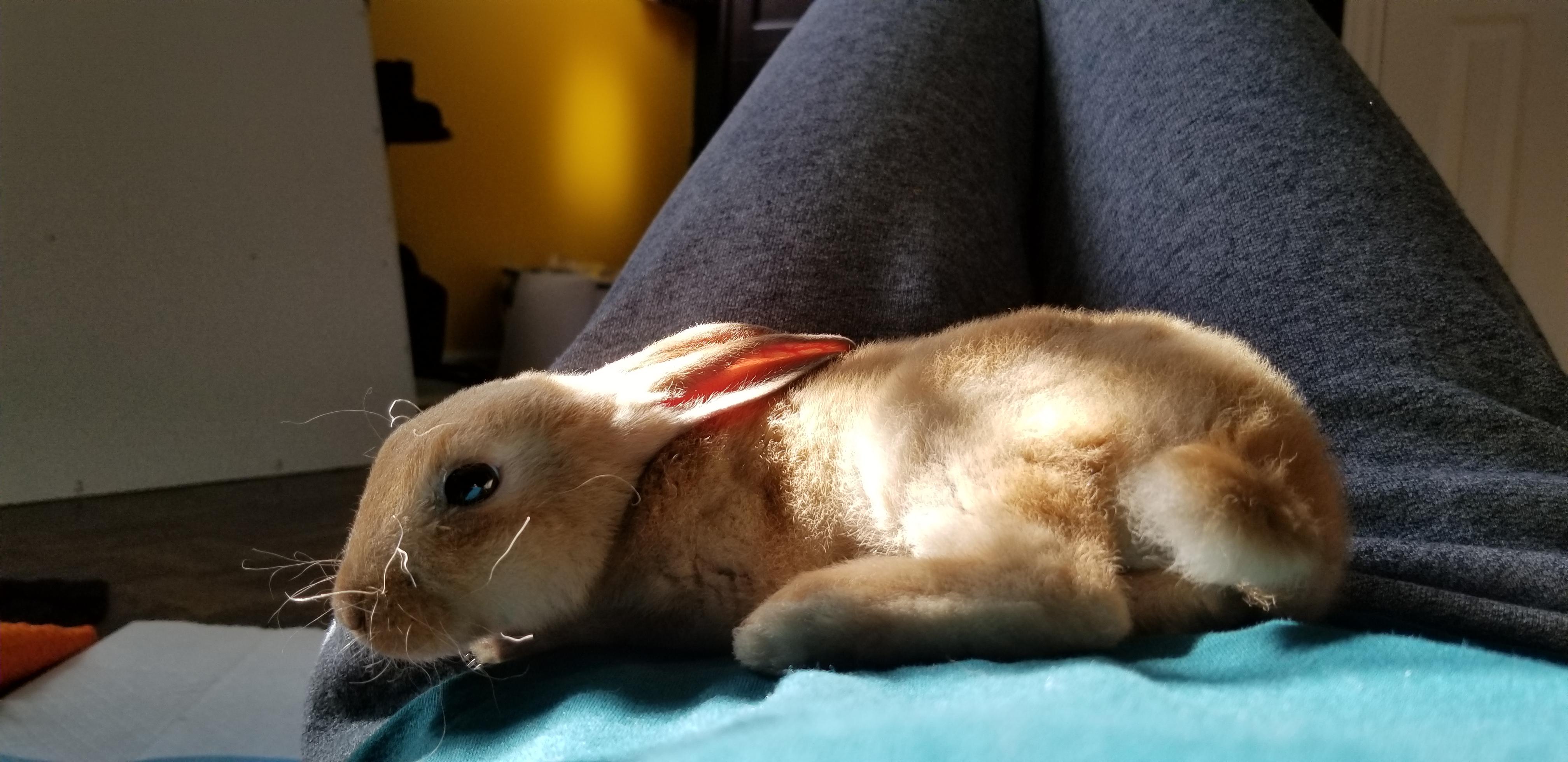 MY BUNNY THAT I HAVE HAD FOR 10 DAYS FLOPPED ON MY LAP TODAY!!!! r