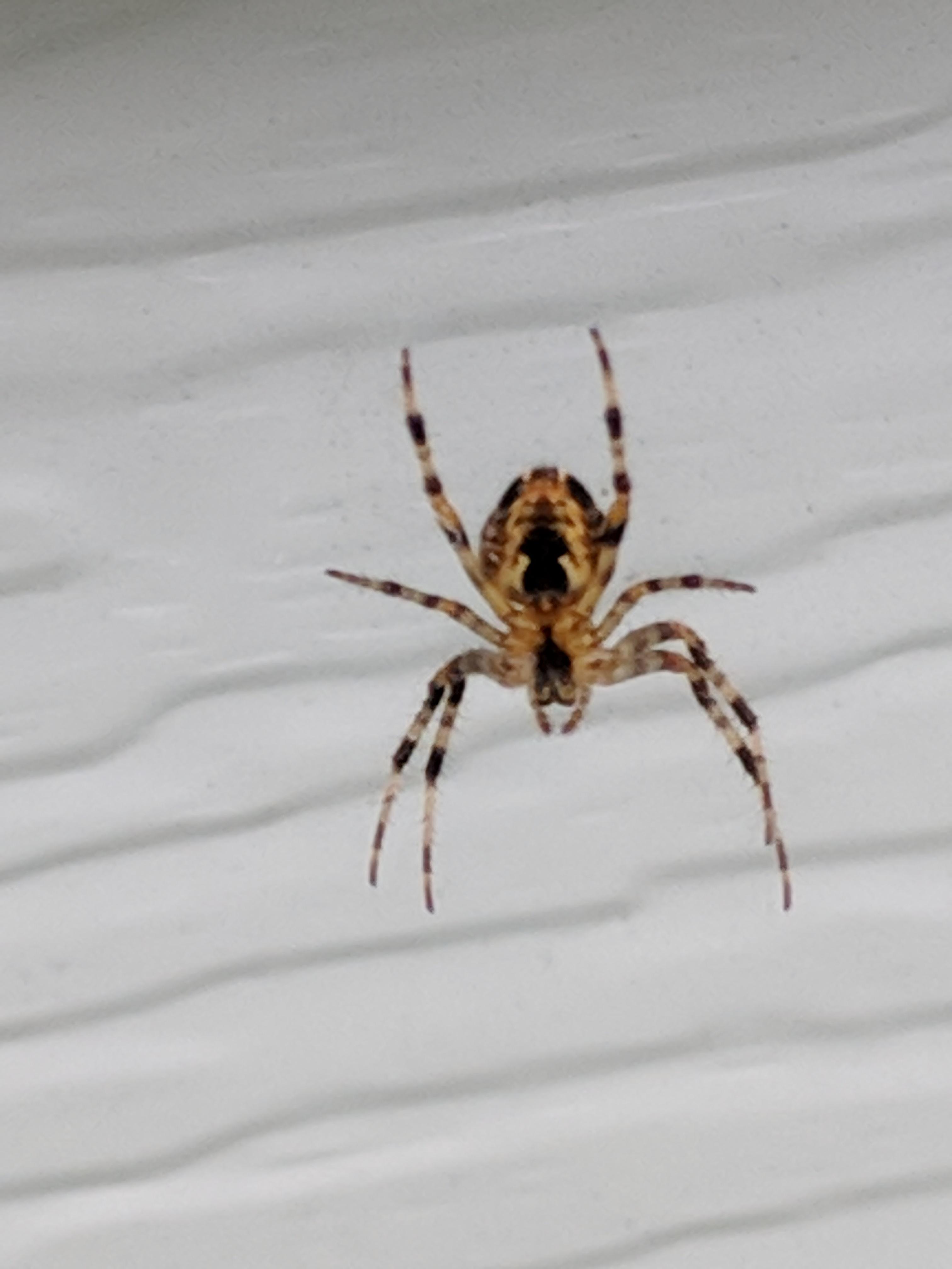 Southern Ontario Canada. What is it? r/spiders