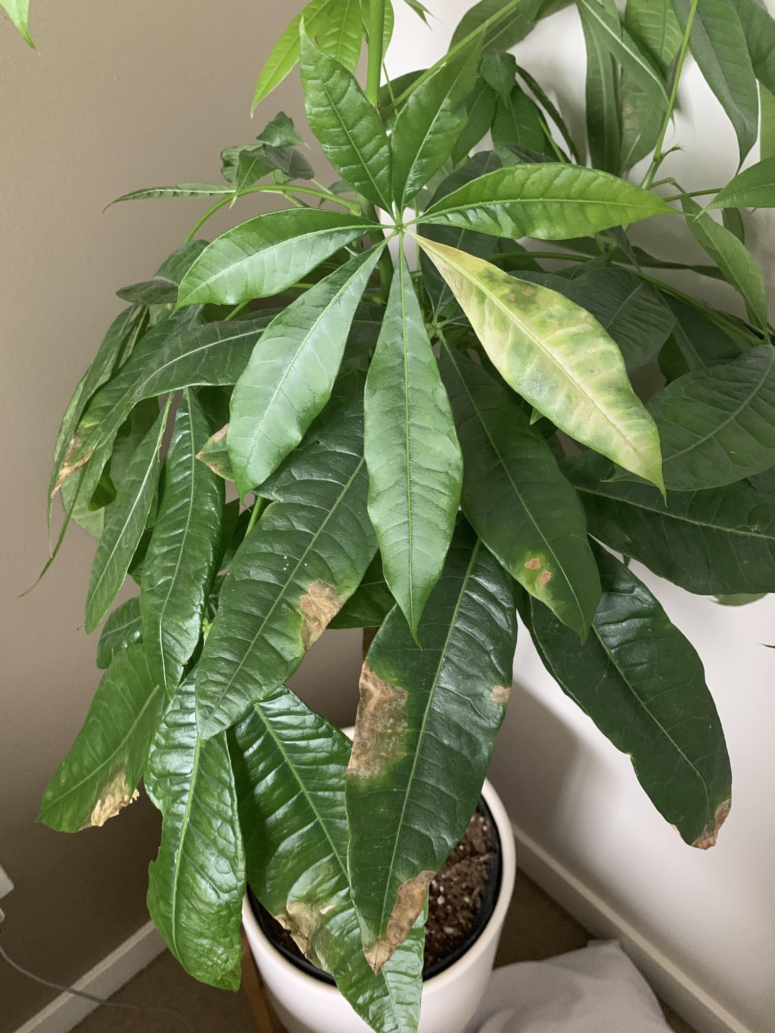 🍀What’s wrong with my money tree? 🍀 r/houseplants