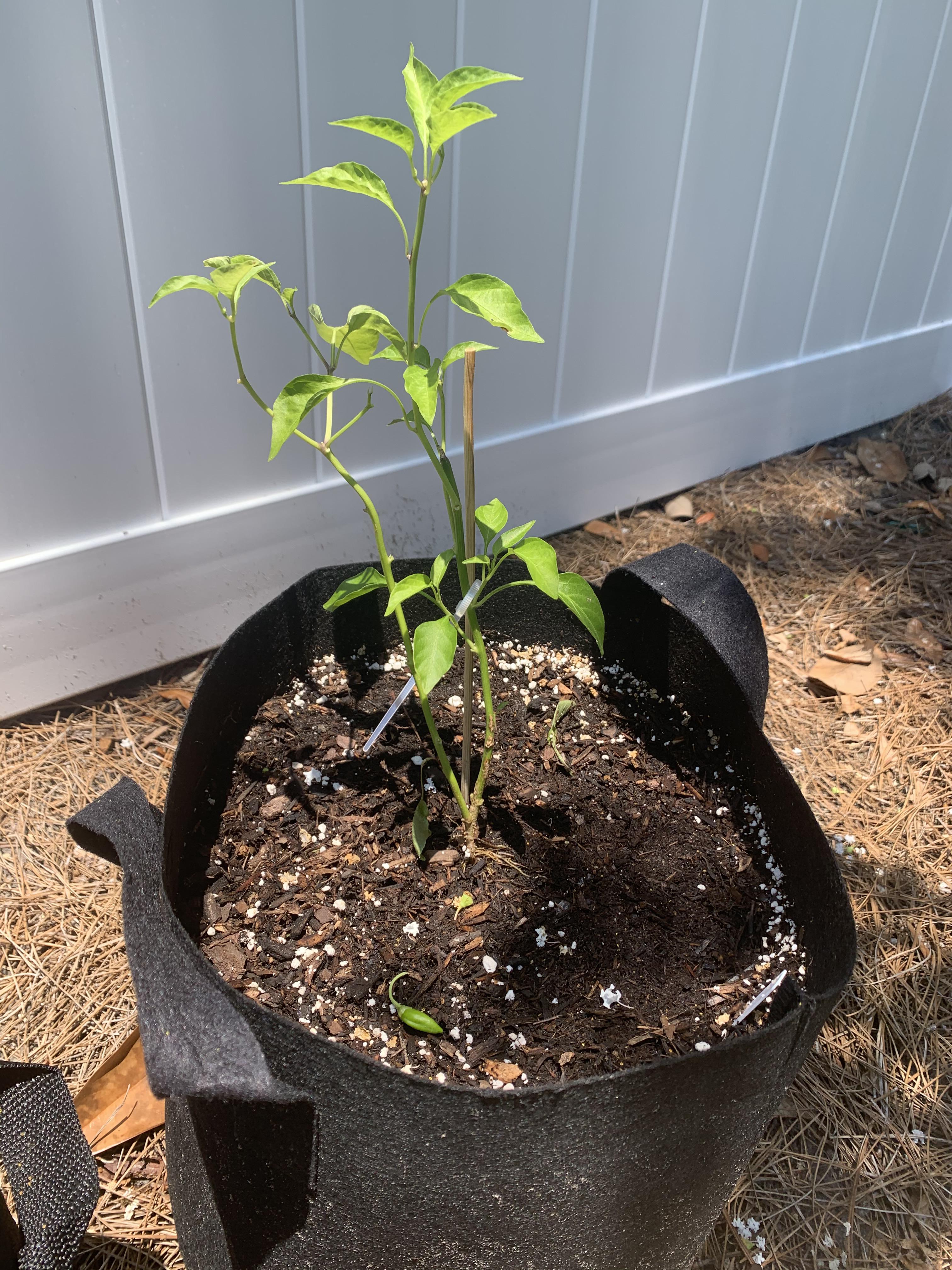 Why is my jalapeño plant wilting and dropping fruit/flowers? r/HotPeppers