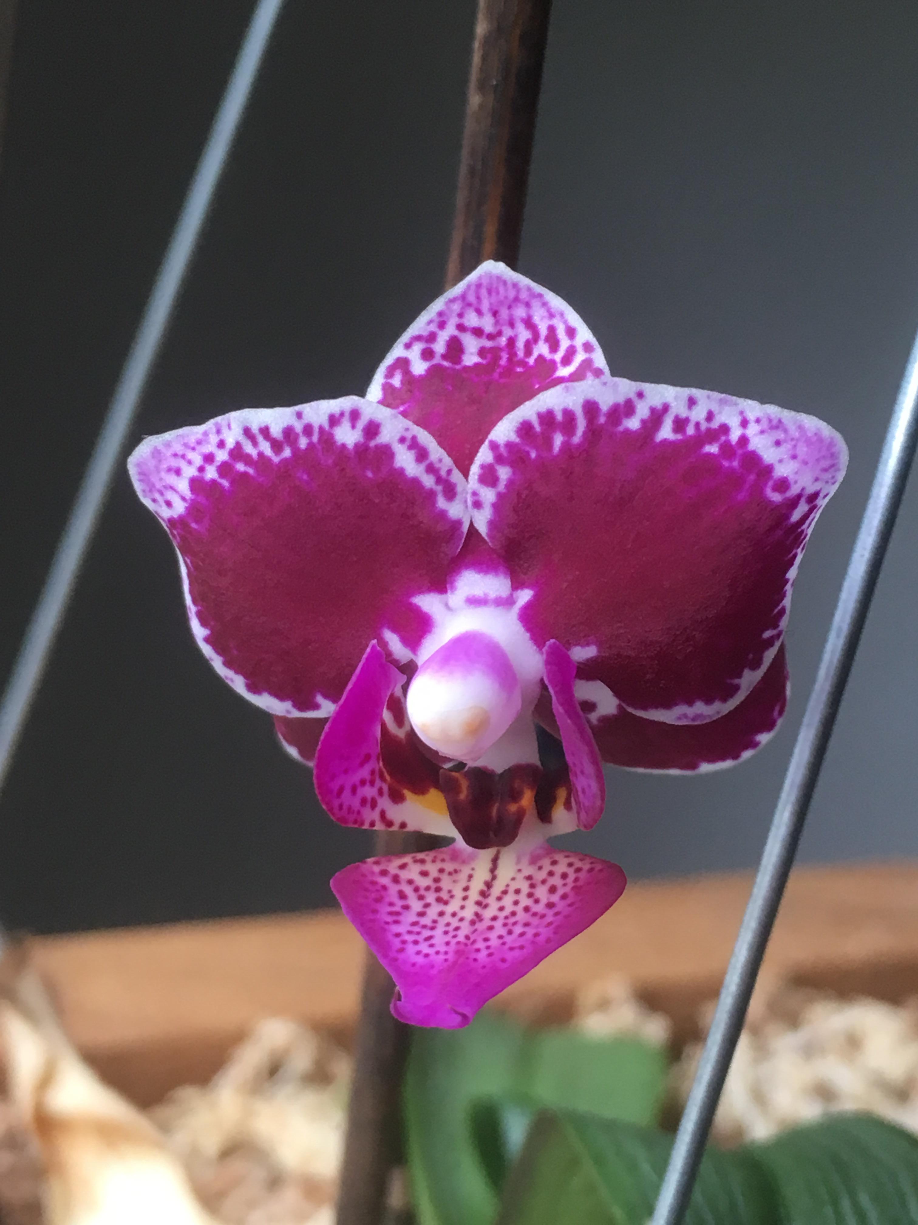 2 years ago I took a nearly dead orchid from a friend who didn’t know