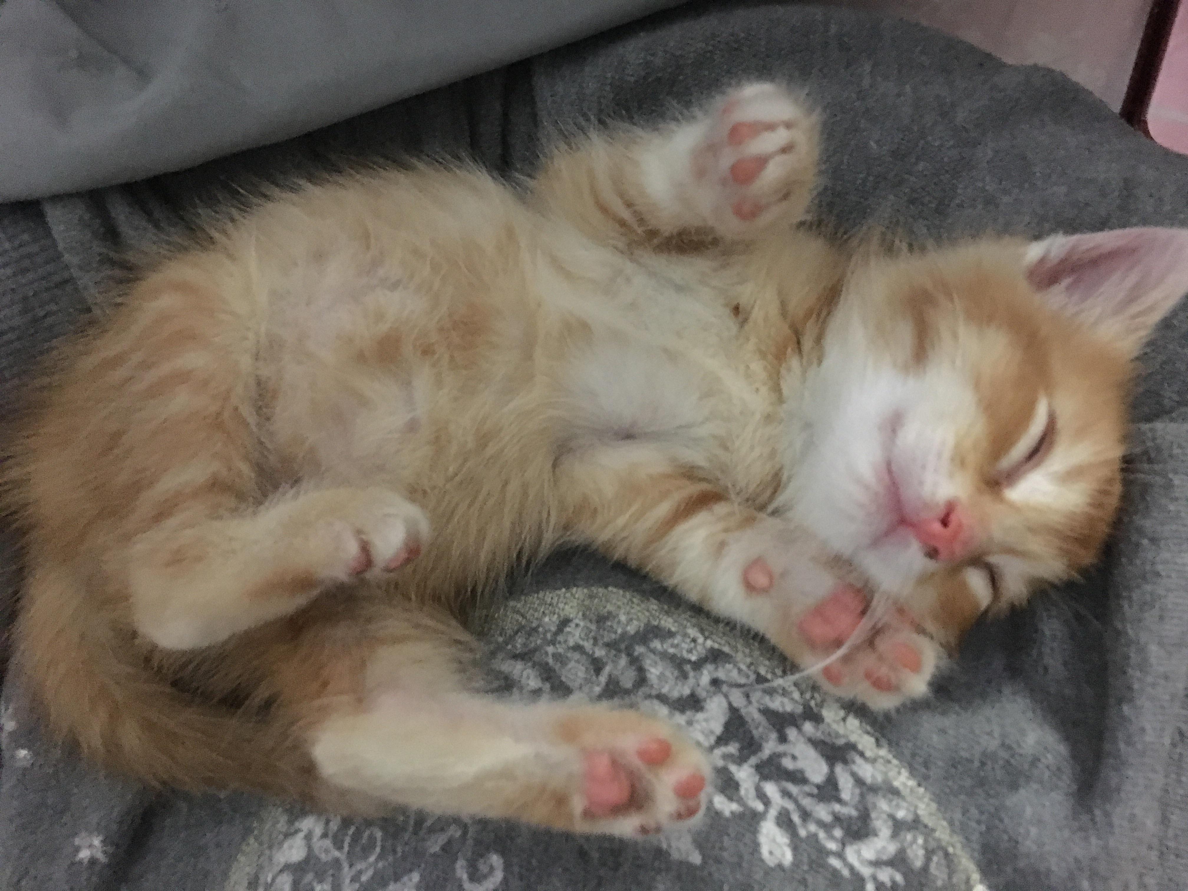 Found this 3 week old kitten in a bucket a few days ago and she's