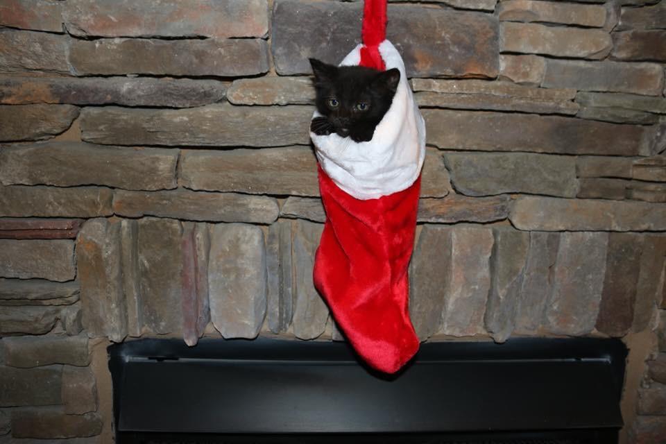 Santa left a little coal in my wife’s stocking this Christmas..Reddit