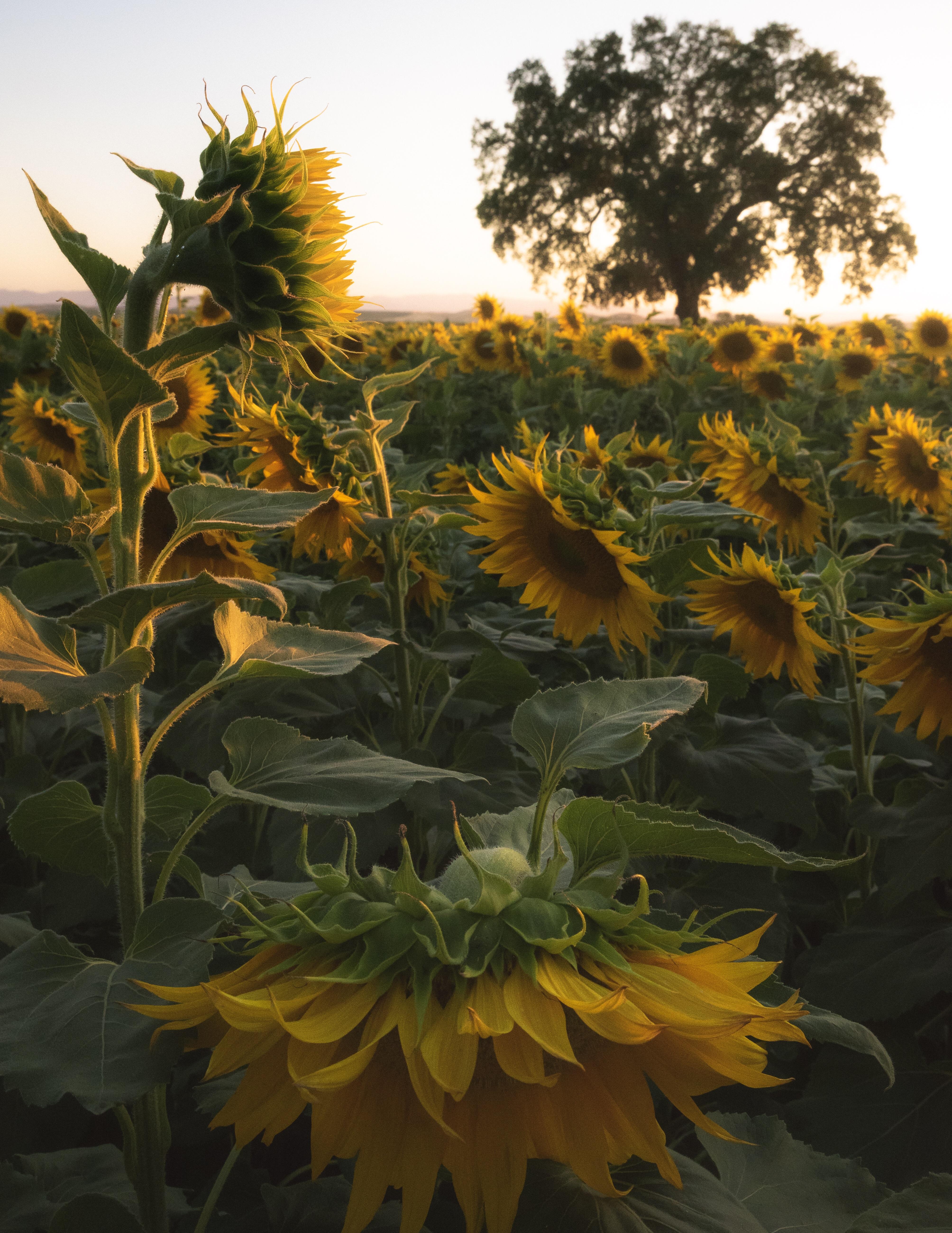 It’s that time of year again, sunsets and sunflowers r/MostBeautiful