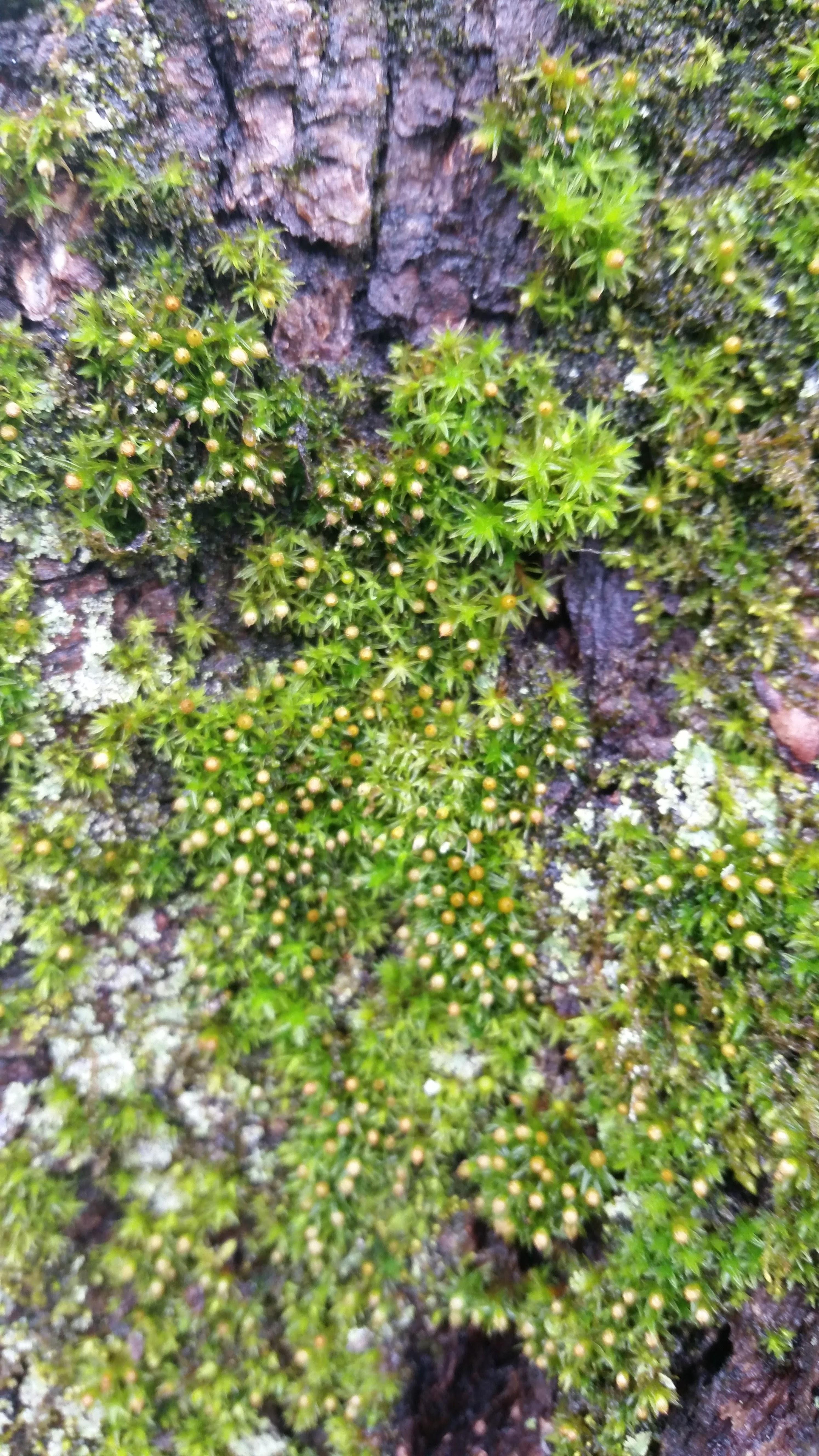 Moss found on my maple tree in Southeast New England. What is it and is