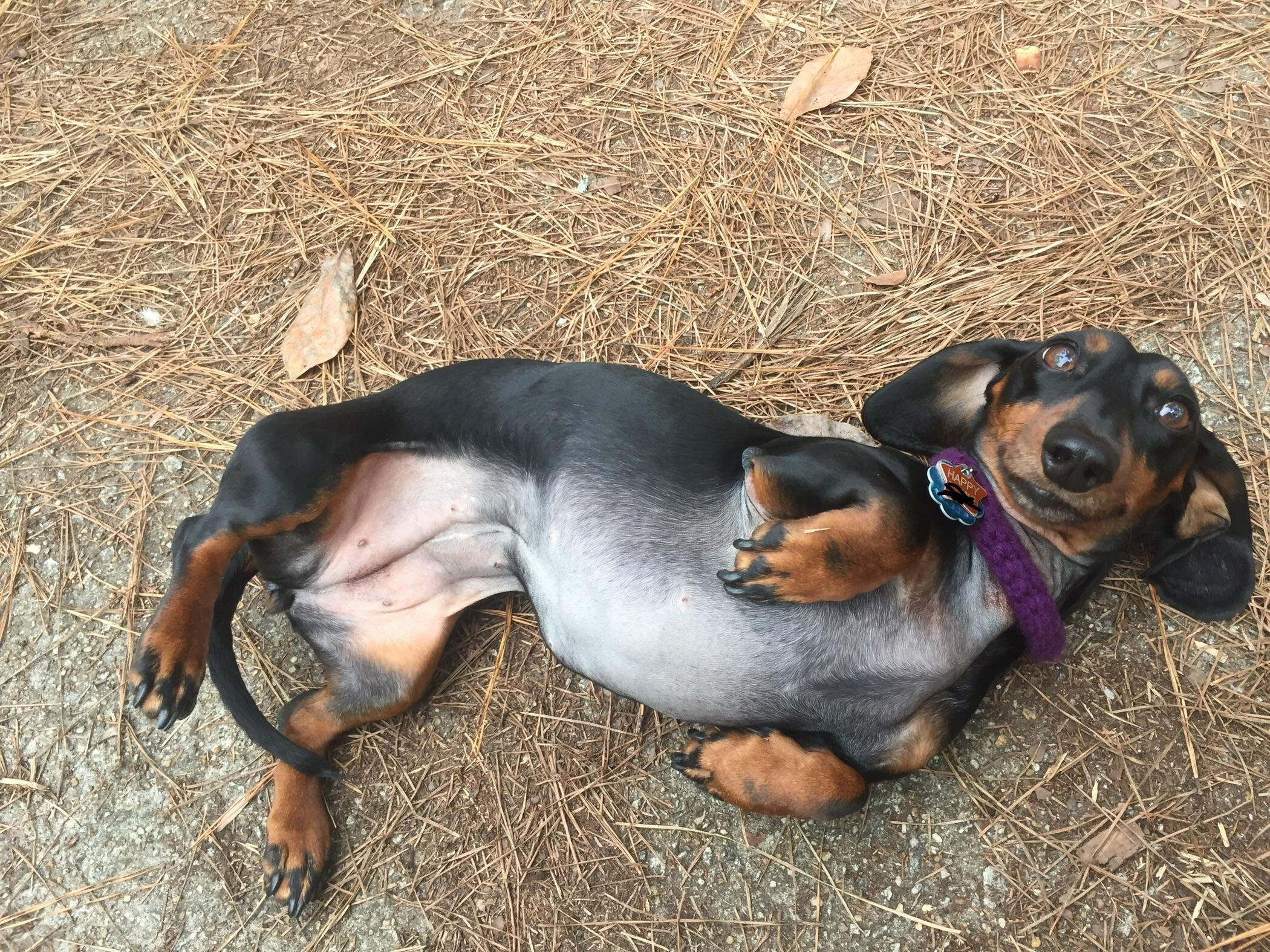 My mom’s dachshund has sensitive skin, and her collar was rubbing her