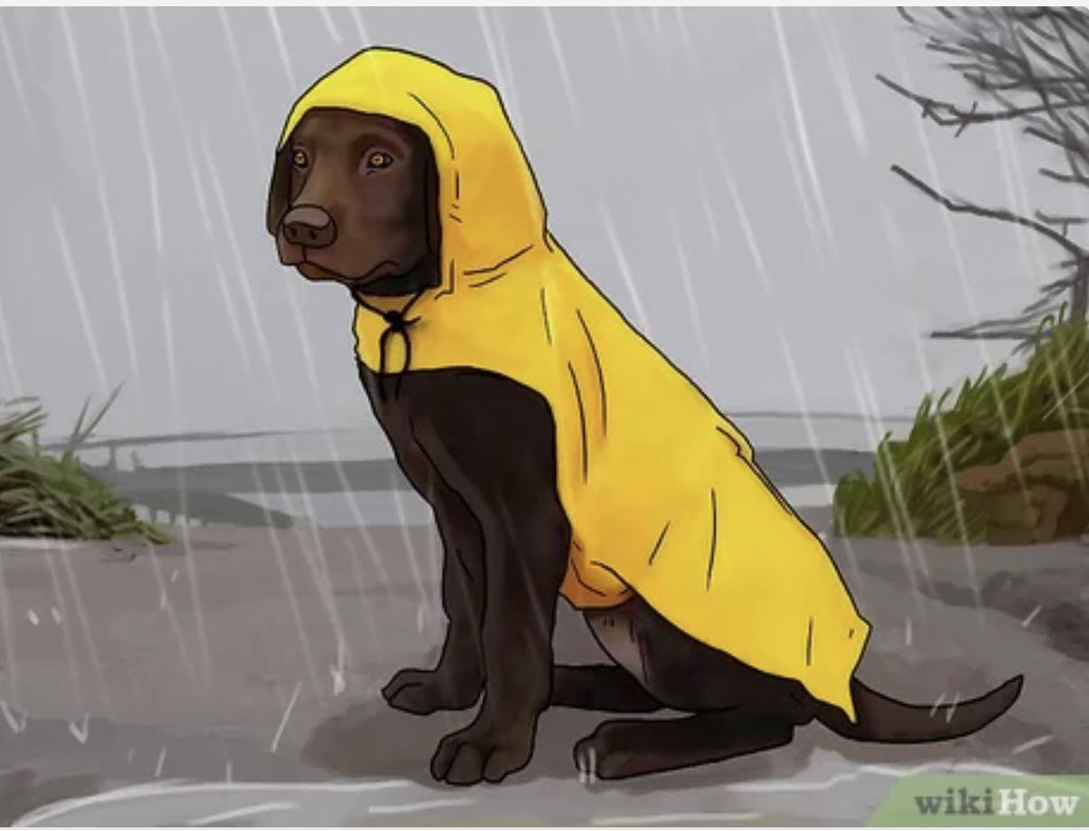 How to dress up your dog for it’s role in the new theatrical Stephen