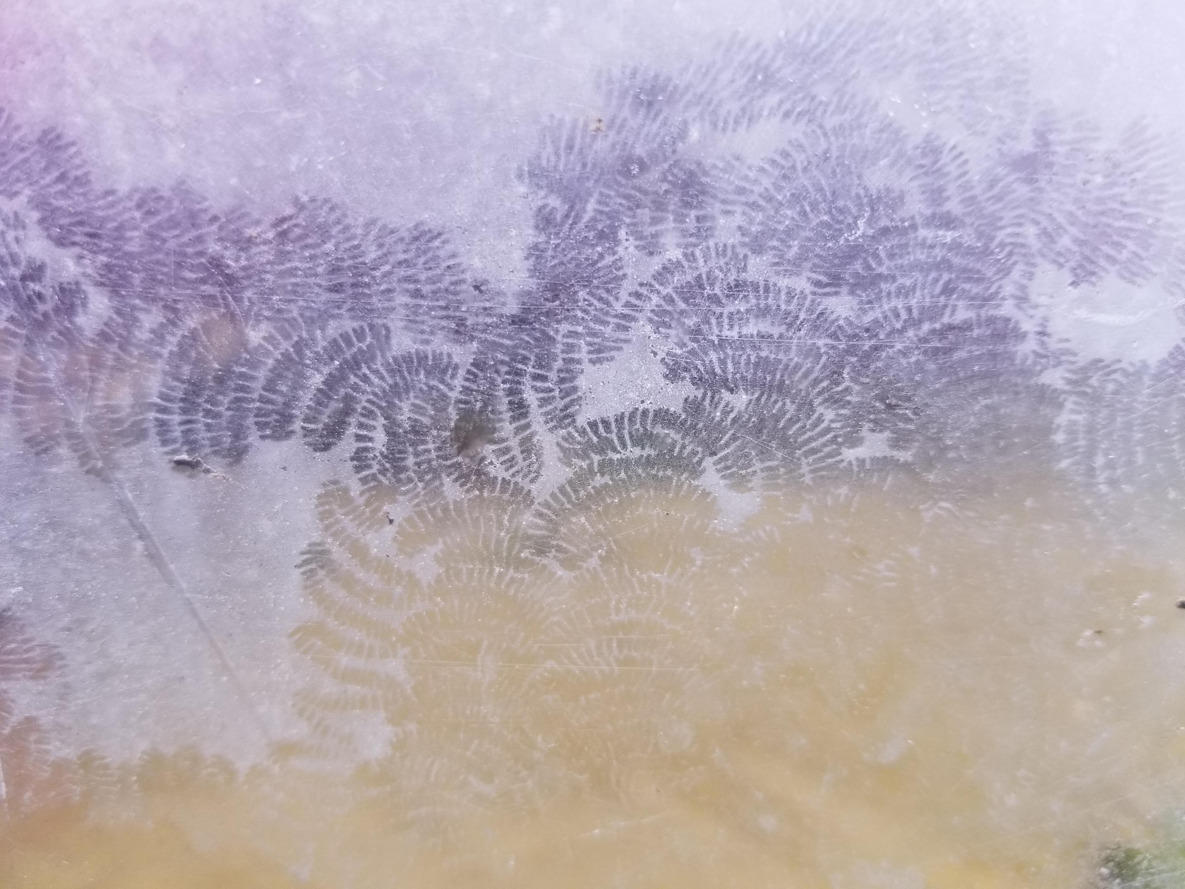 My nerite snails have been leaving water to eat limescale r/Aquariums