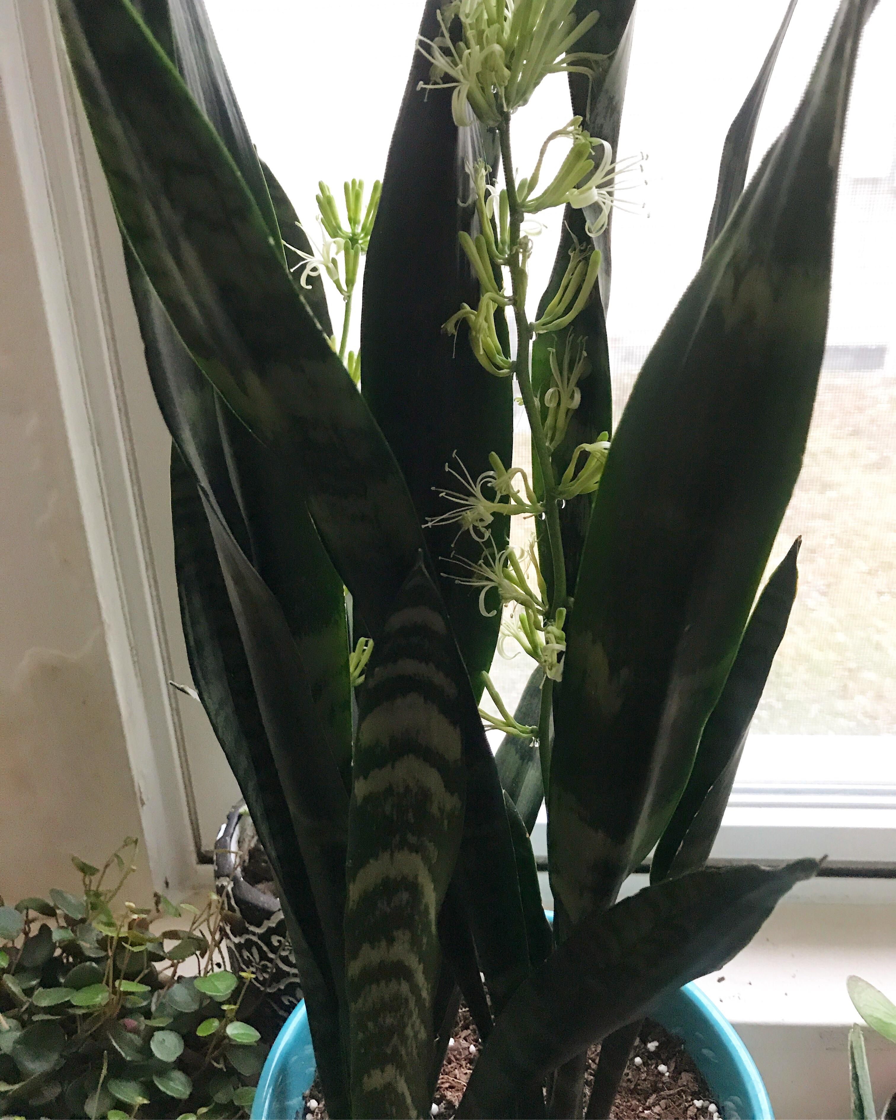 Snake plant flowers! r/houseplants