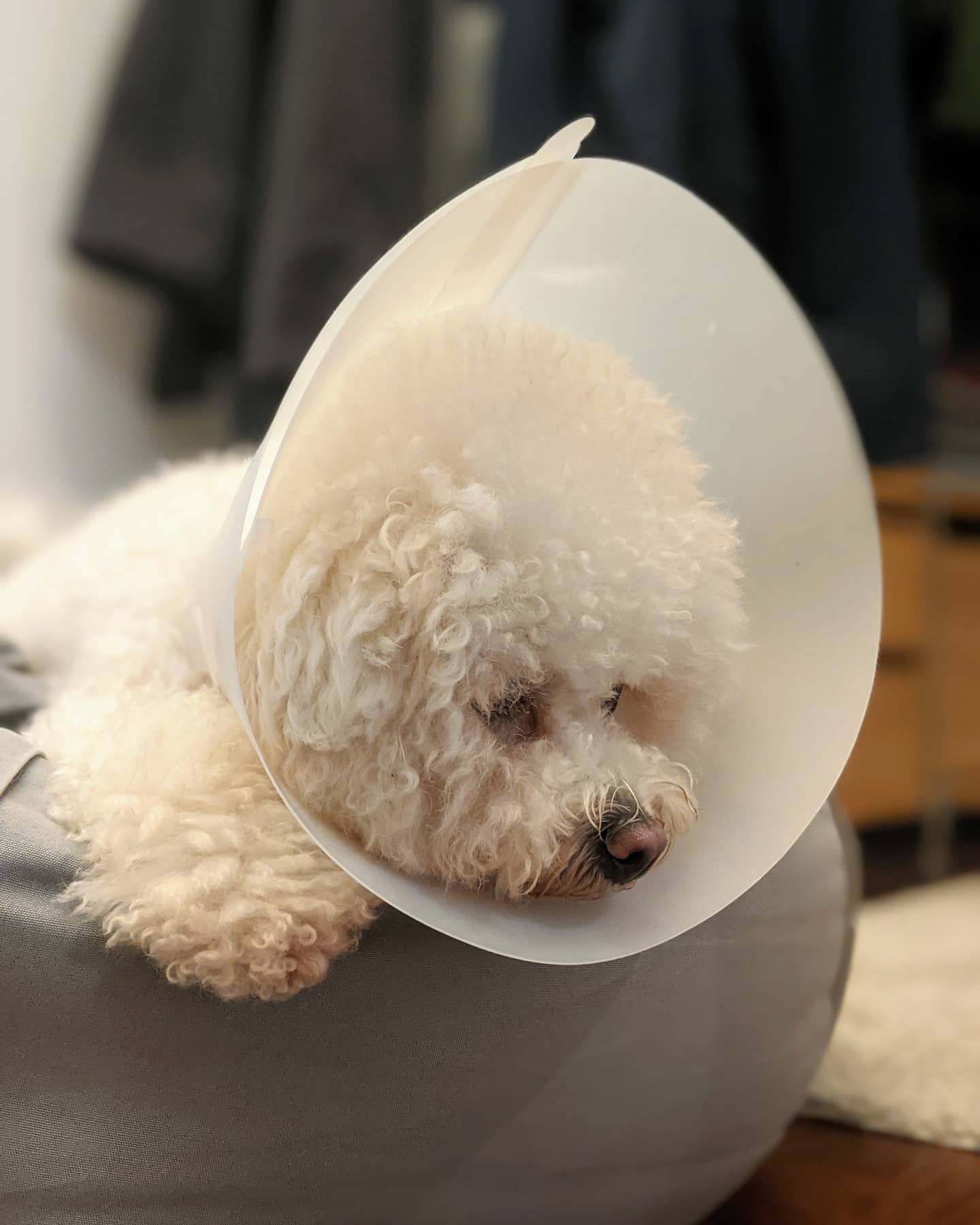 Poor girl has ear infection so back to wearing a cone r/bichonfrise