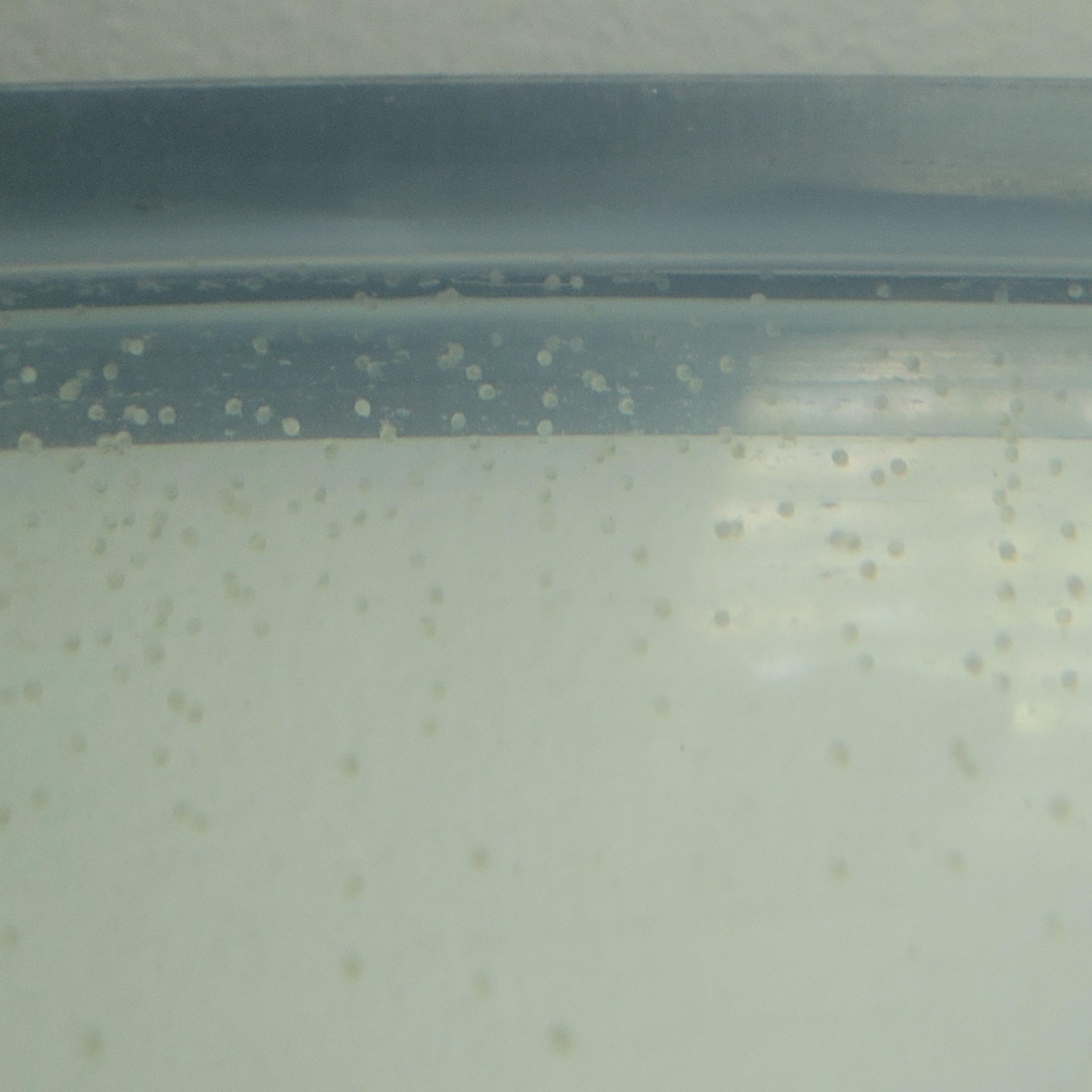 Goldfish eggs? r/Goldfish