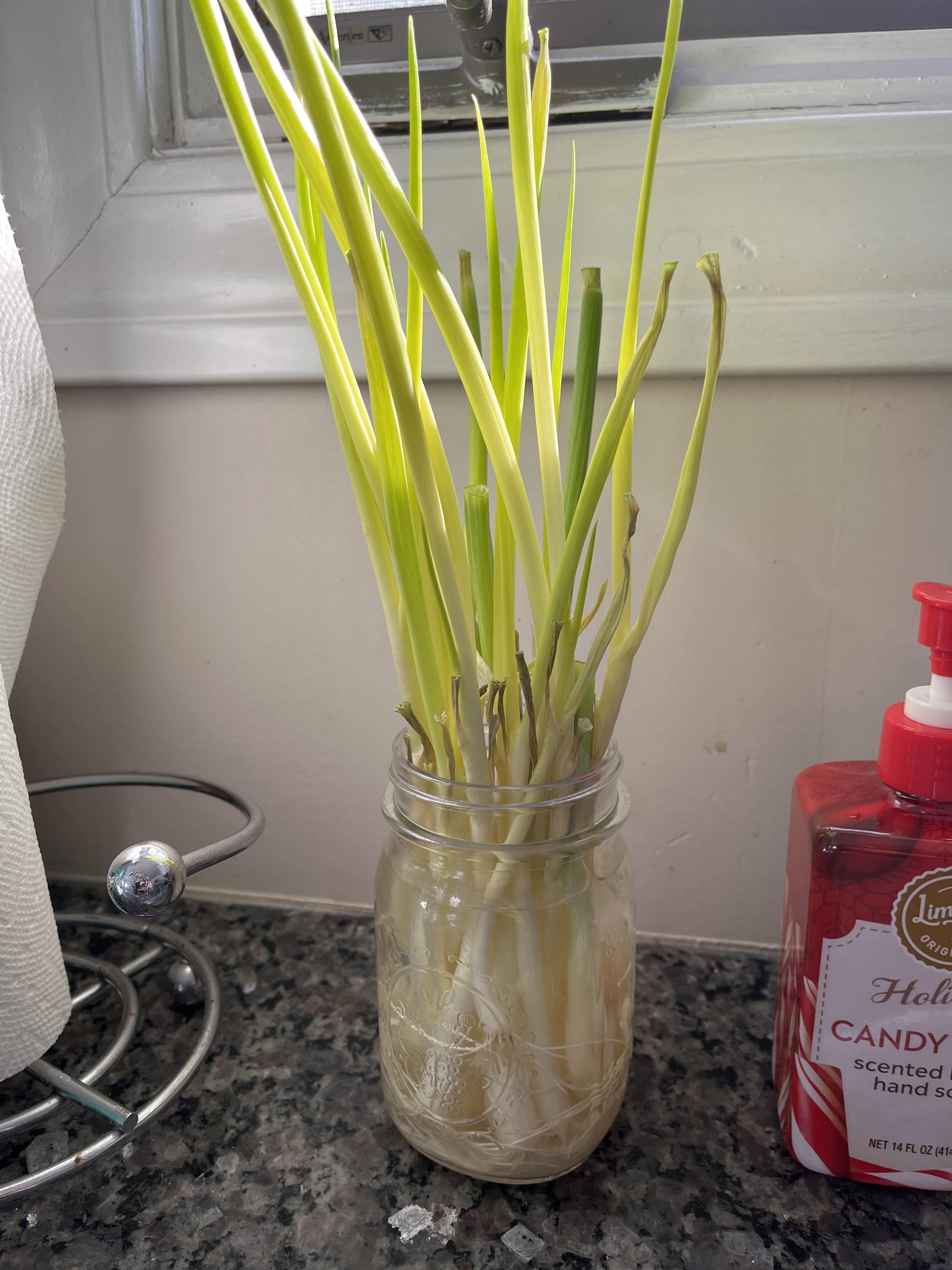Green onion question r/gardening