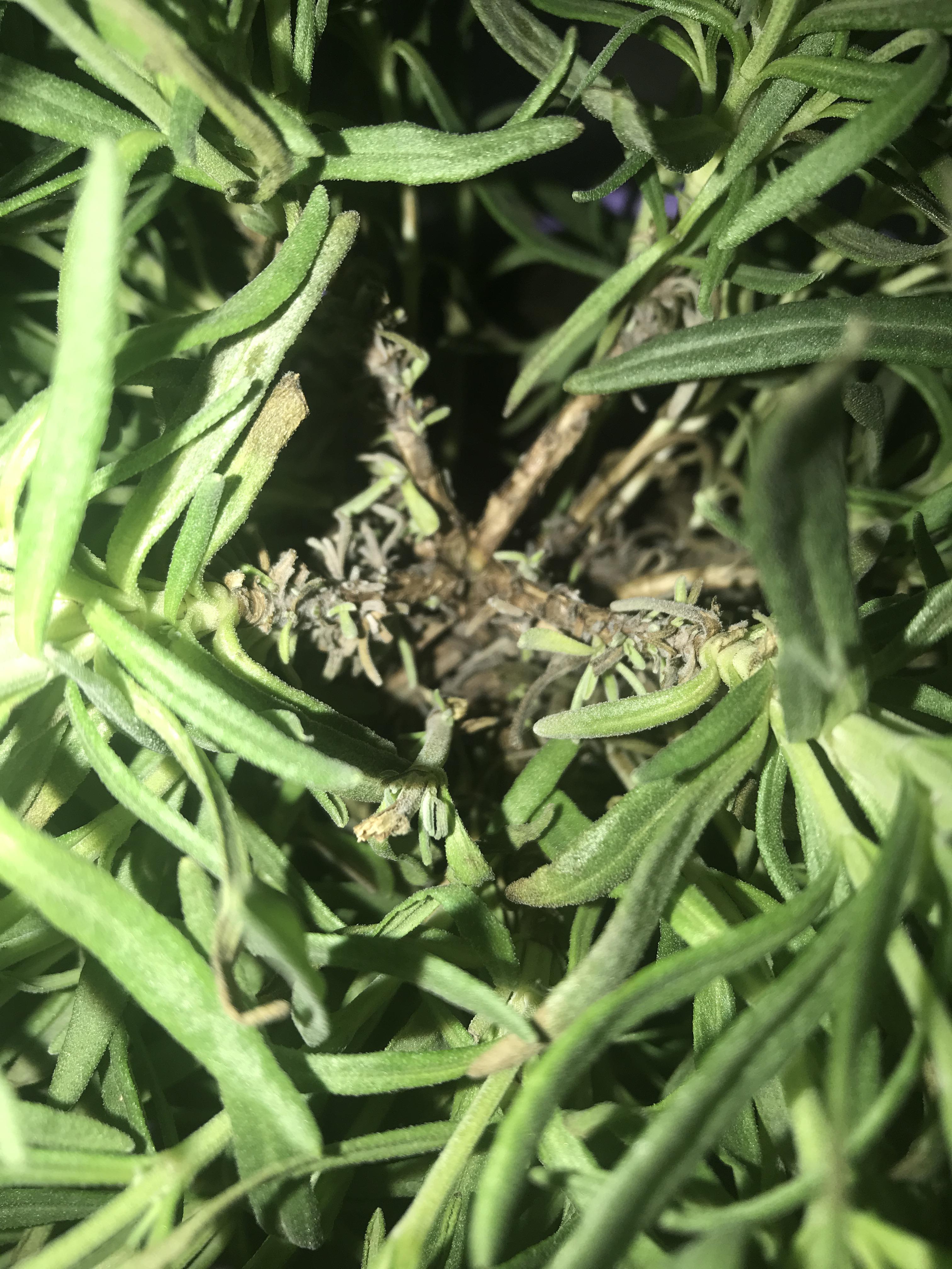 Help! my english lavender is drooping and some of the leaves seem to be going brown r