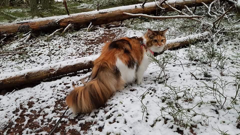 Very rare snow cat seen in the wild!!! r/cats