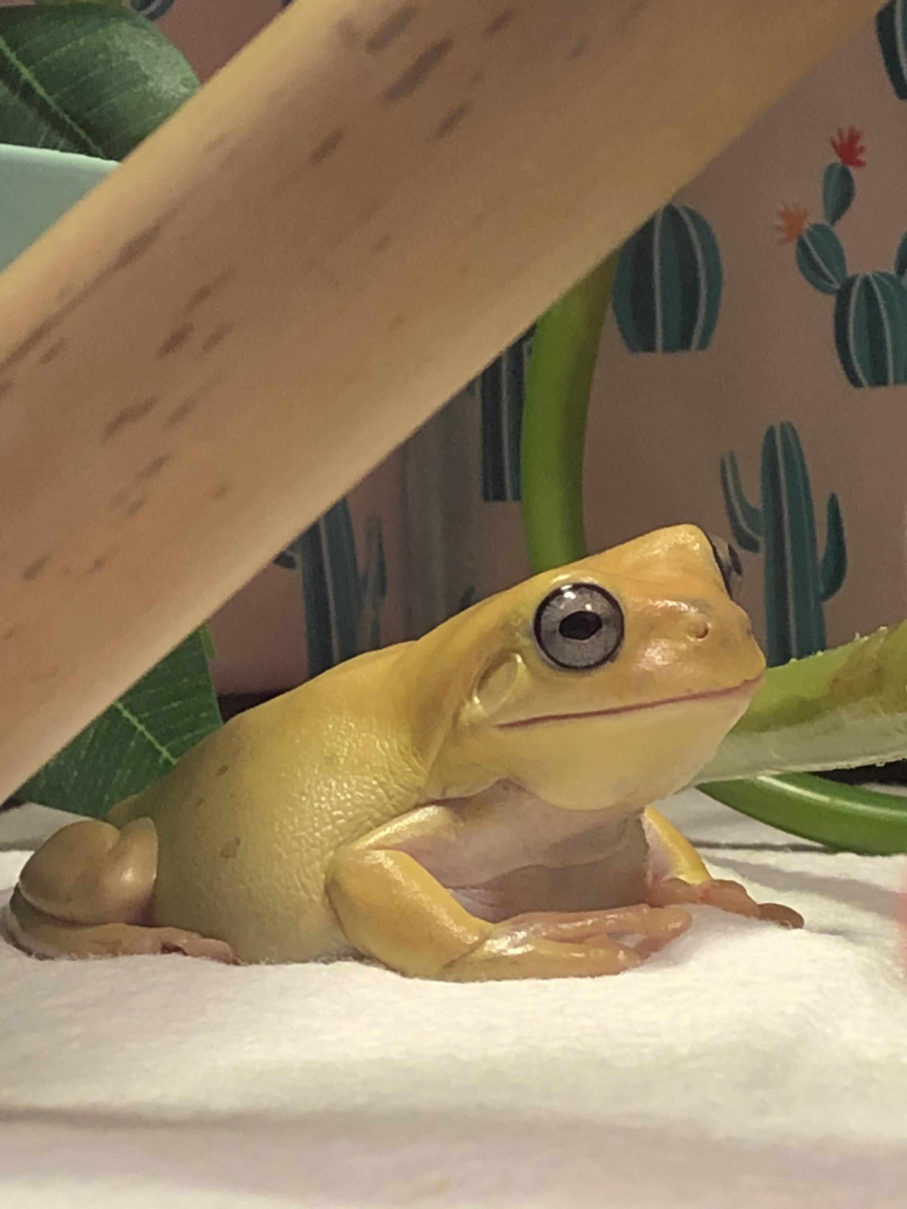 My new honey blue eyed whites tree frog 🍯💛 Instagram fr0gmom frogs