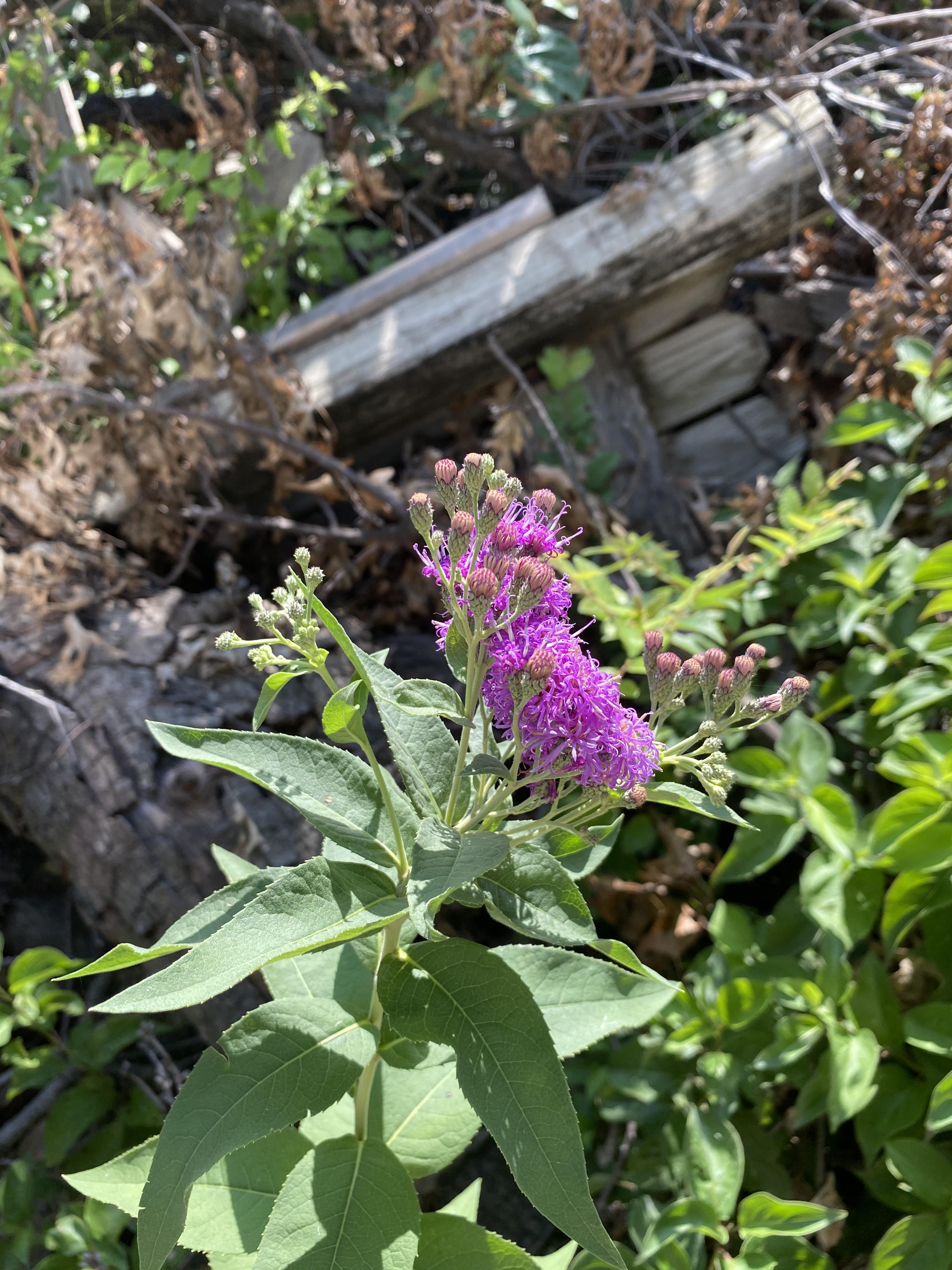 Purple flower. North Texas r/plants