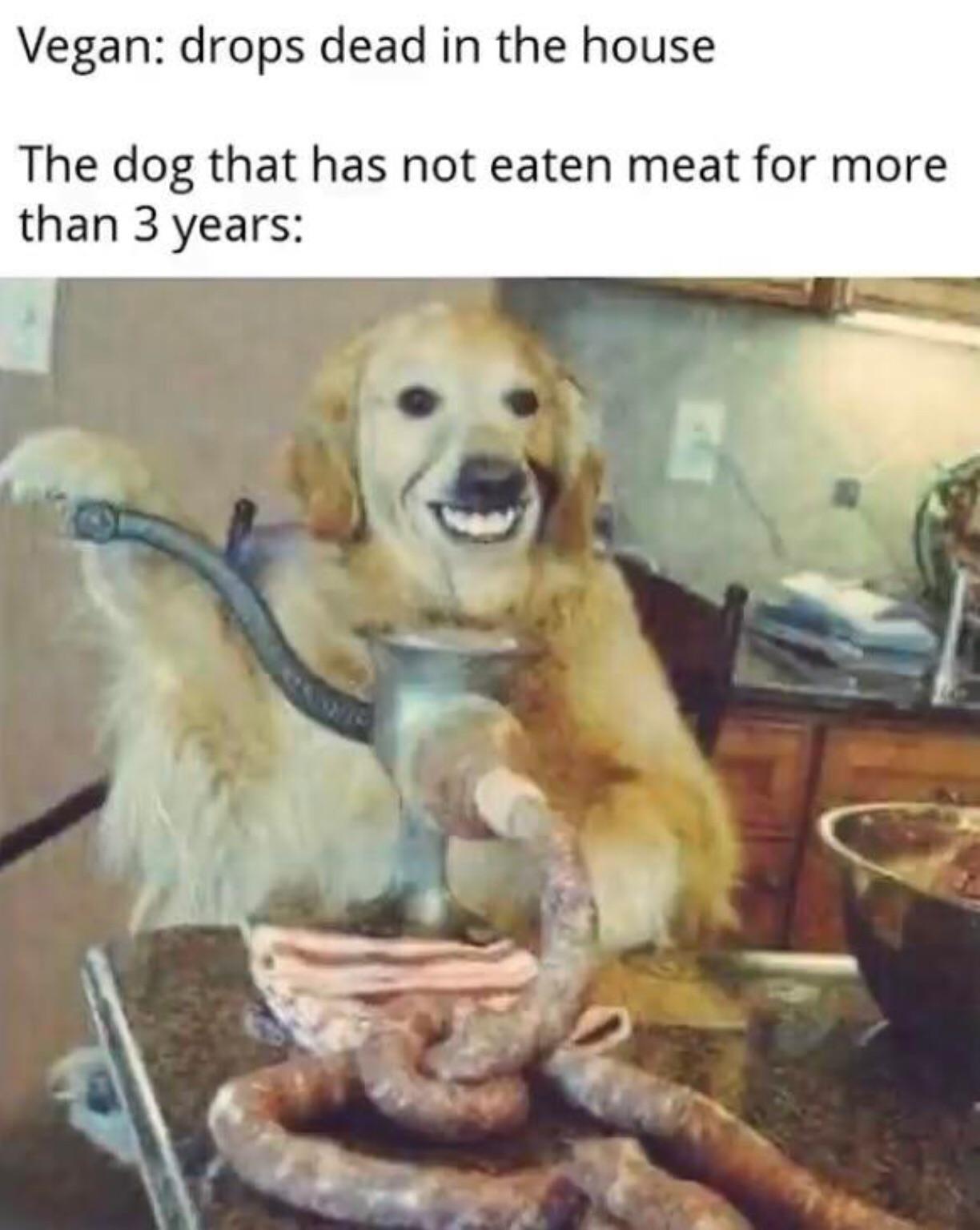 omnis roleplaying as animal rights activists by angrily screaming that