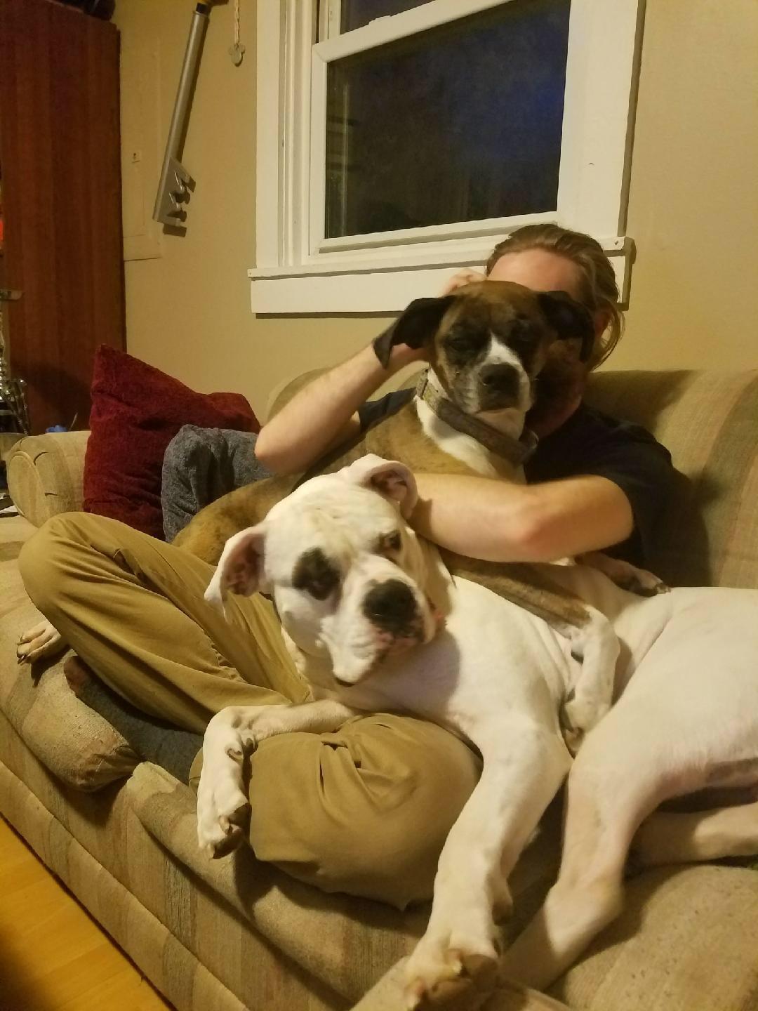 It's ridiculous how jealous these two get. Just fighting for attention. r/Boxer