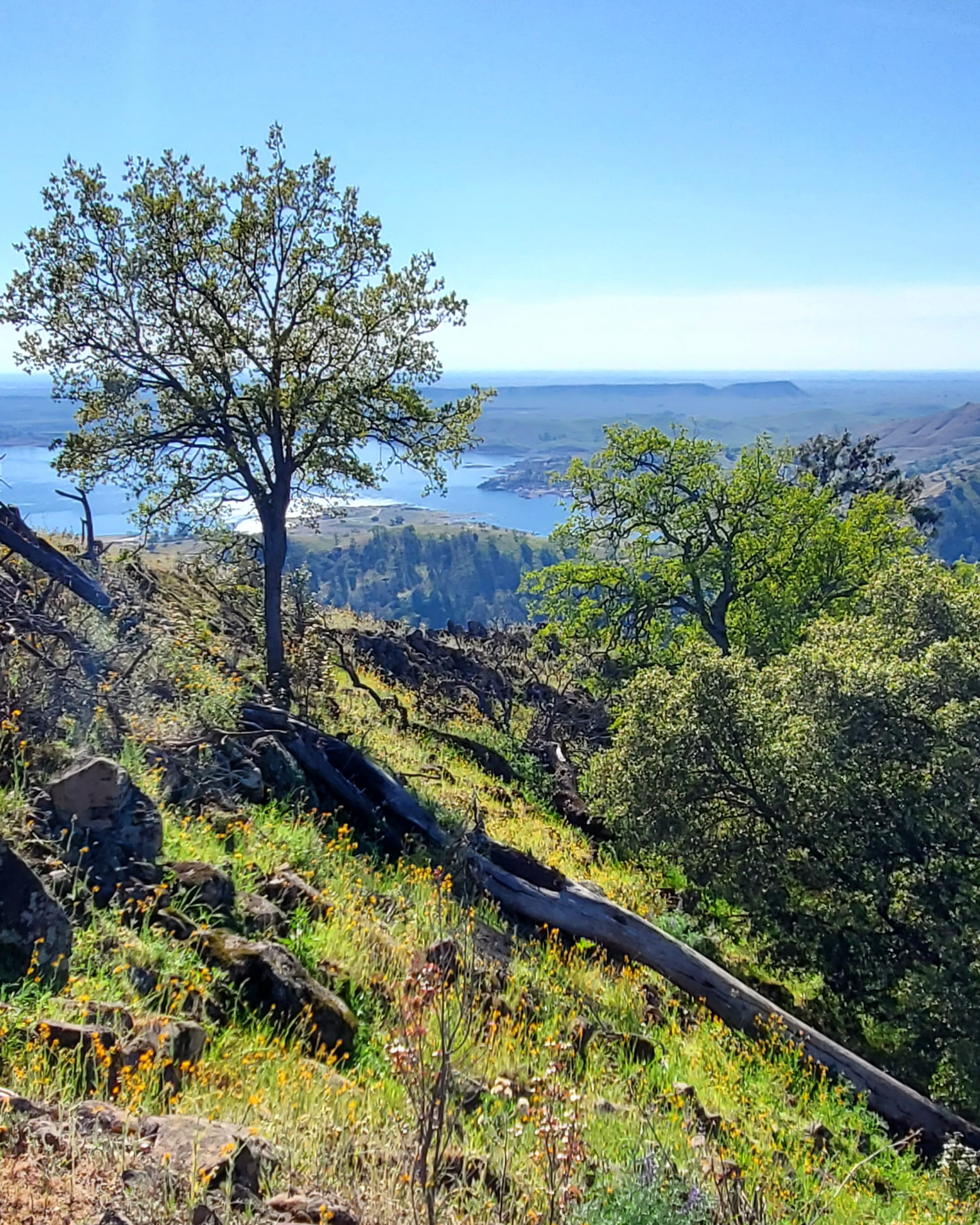 It's alive, Pincushion Peak, Millerton Lake, CA, USA [OC] [2184x2730