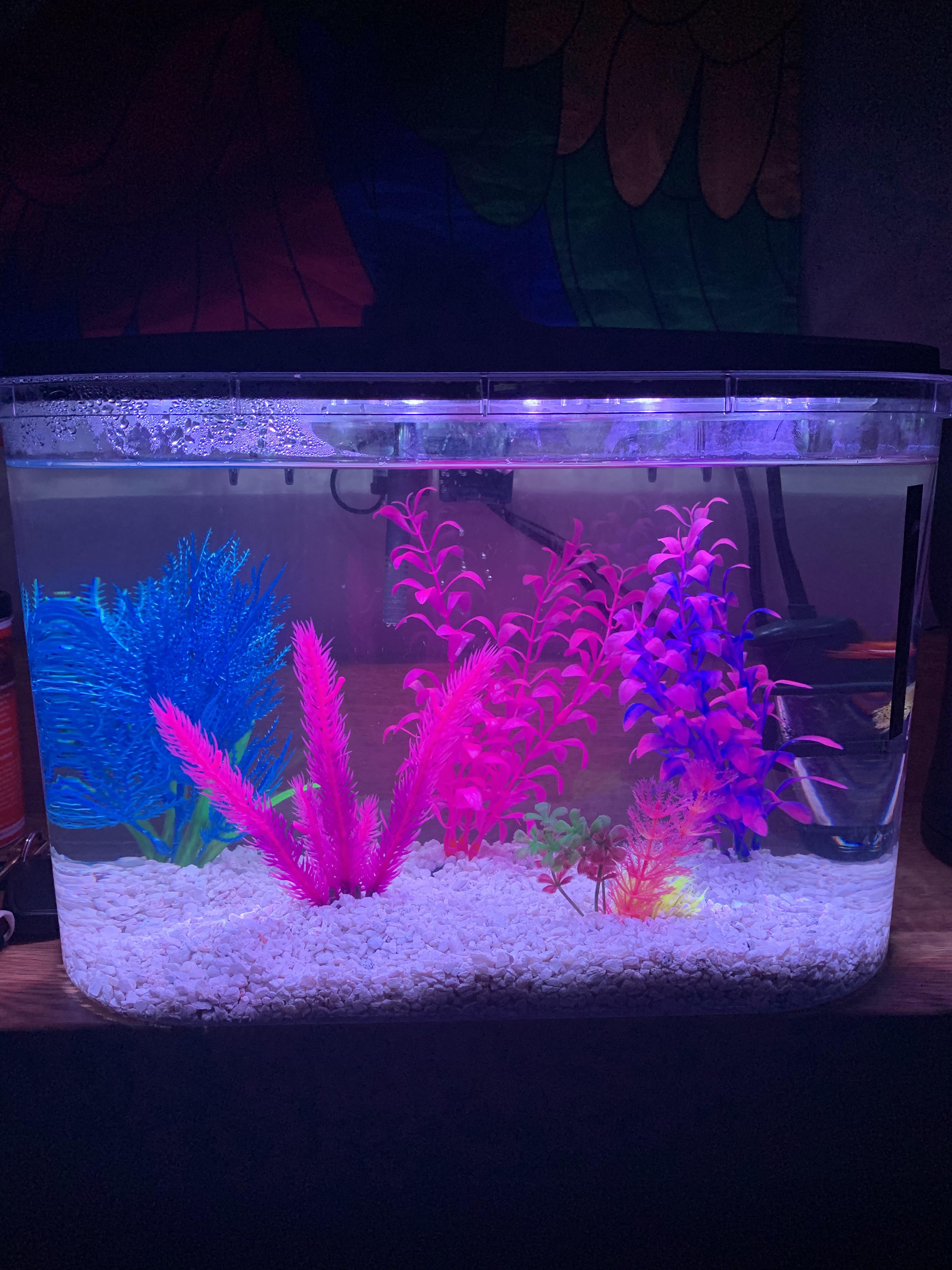 Do I have too many plastic plants for my guppies? r/Guppies