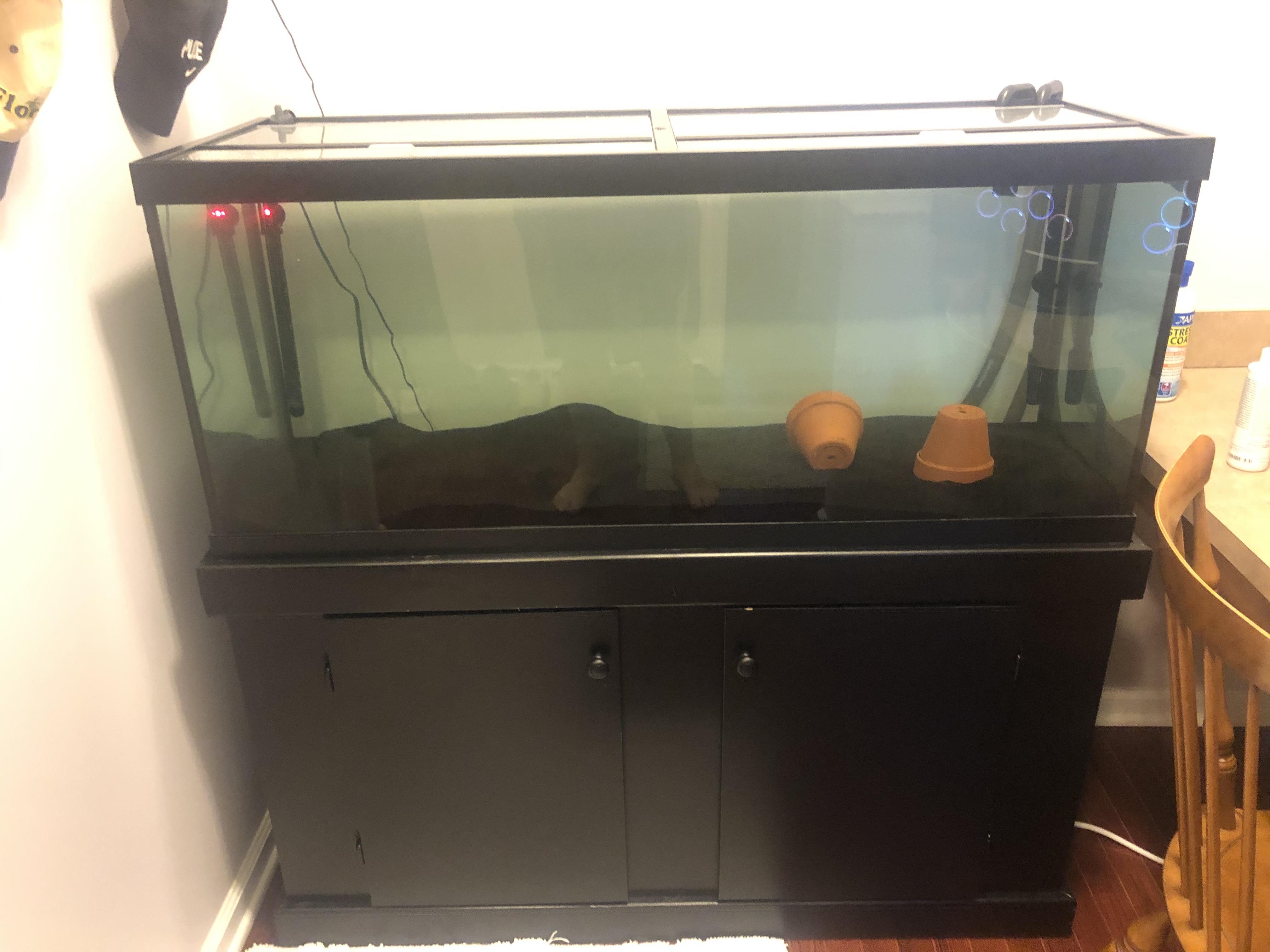 New 75 gallon tank. Any ideas for stocking? r/Aquascape