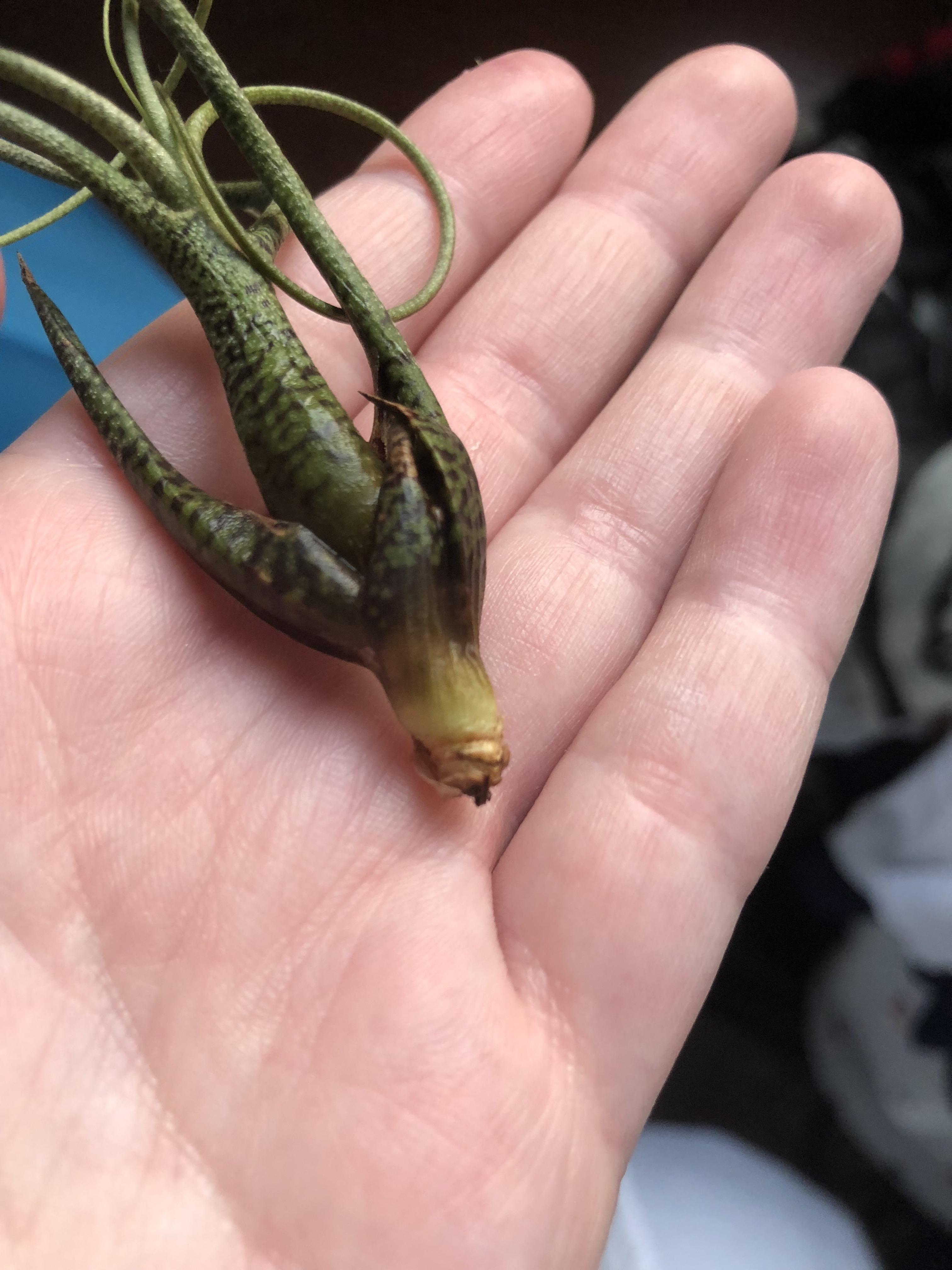 Does this air plant look like it’s rotting? Pulled some dead leaves off