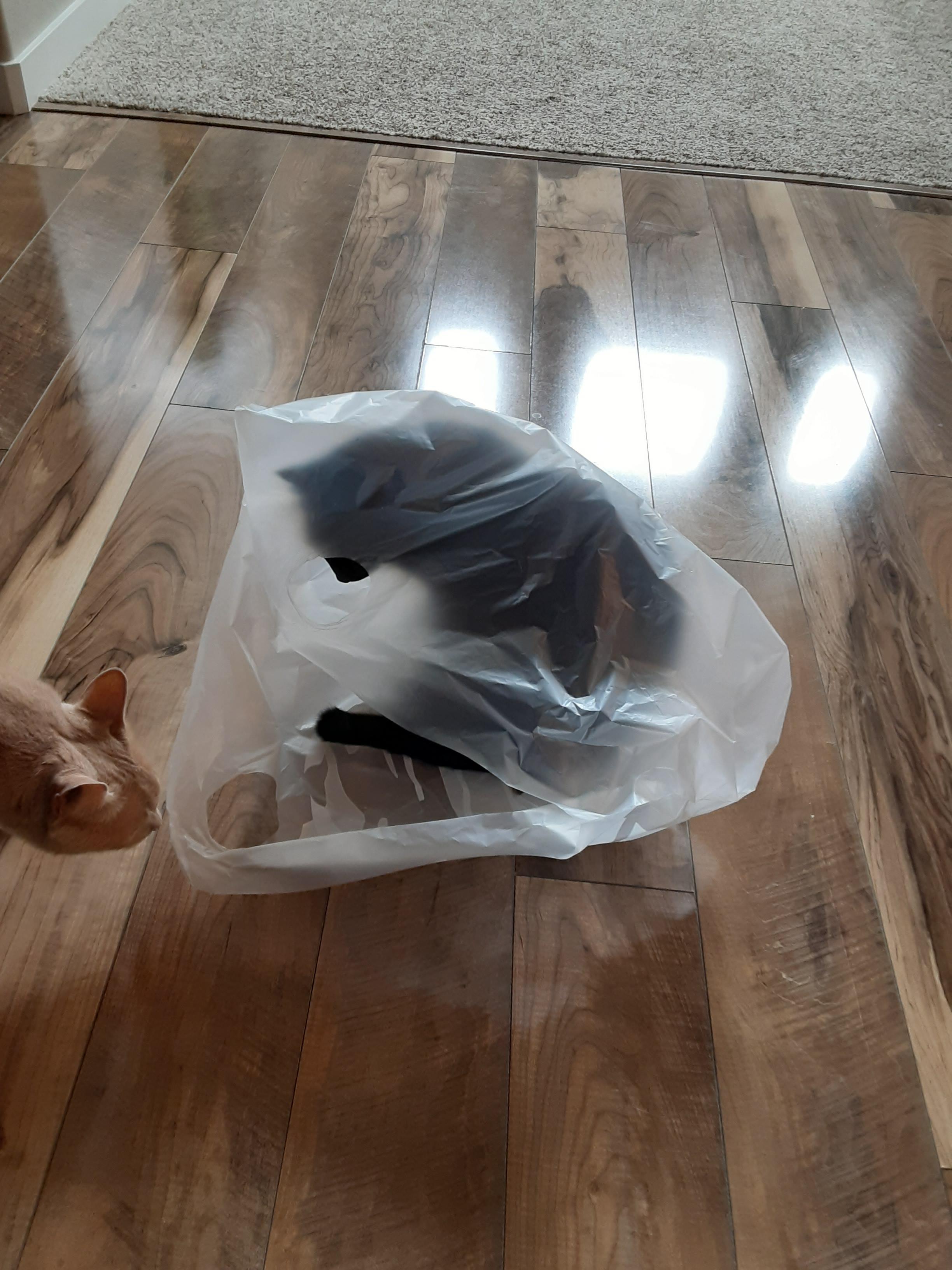 we all know cats love boxes but never talk about how they love bags