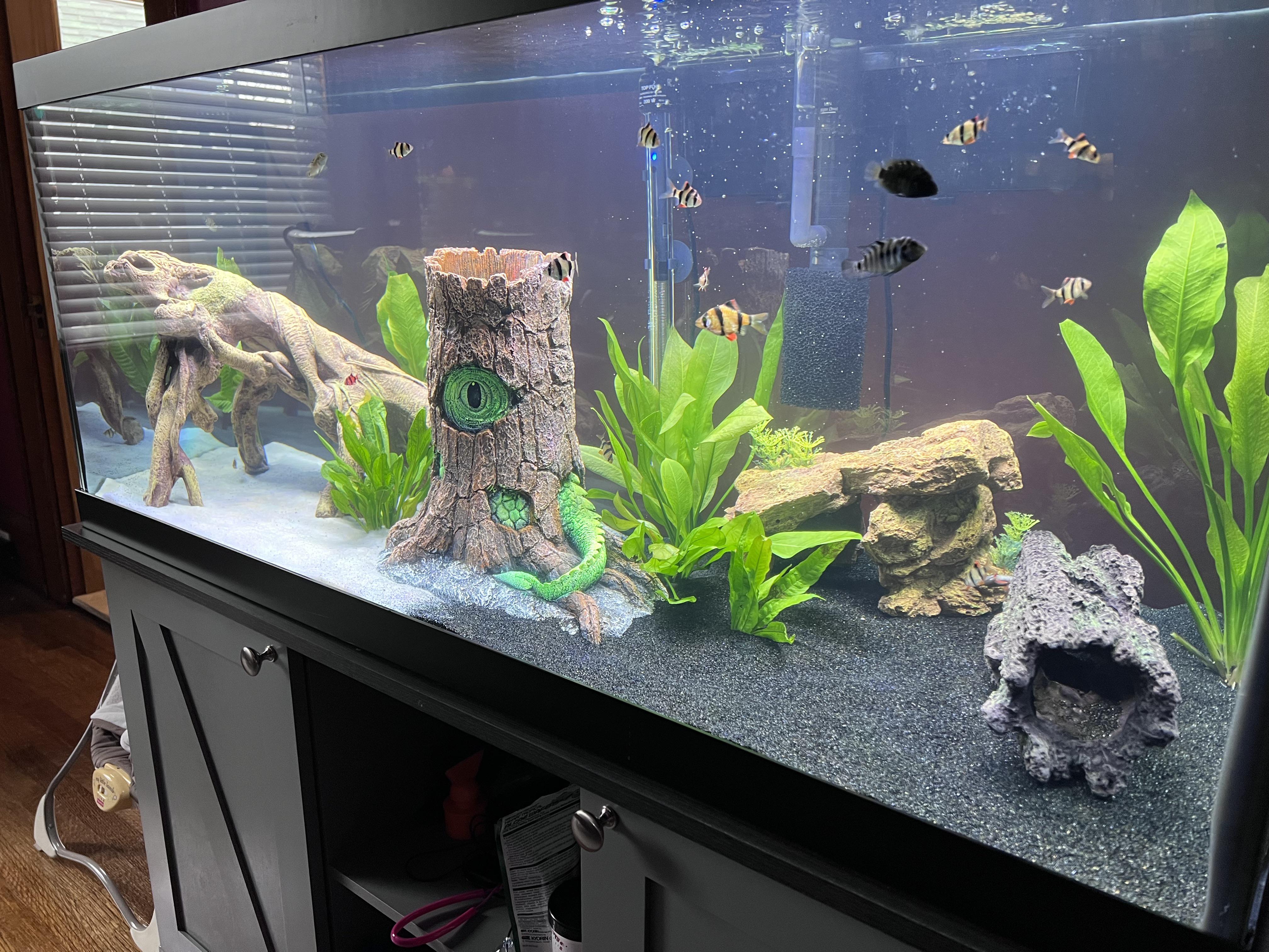 Black and white sand r/Aquariums