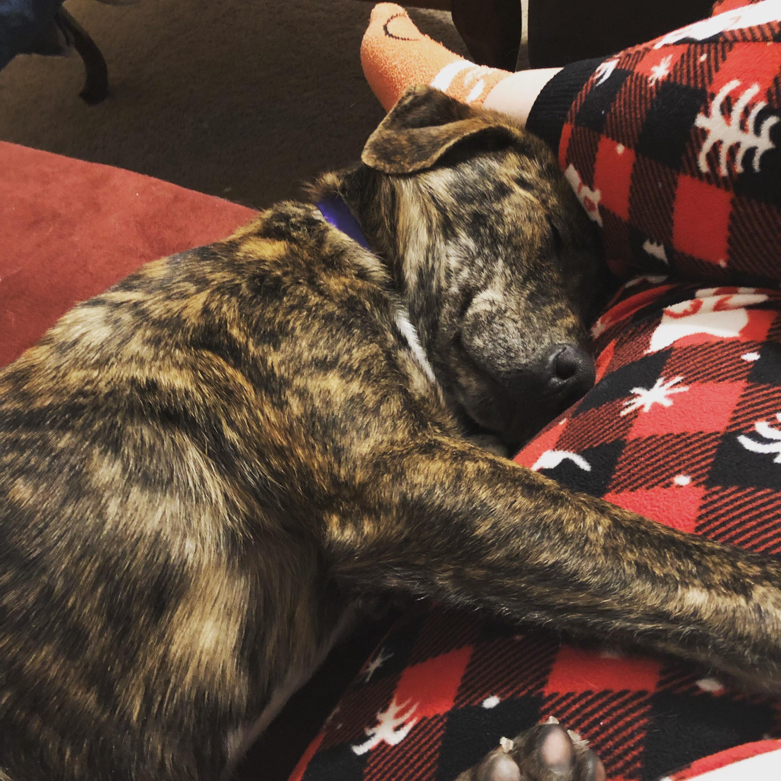 Meet Quill! We rescued him yesterday and he is a Very Good Boi!