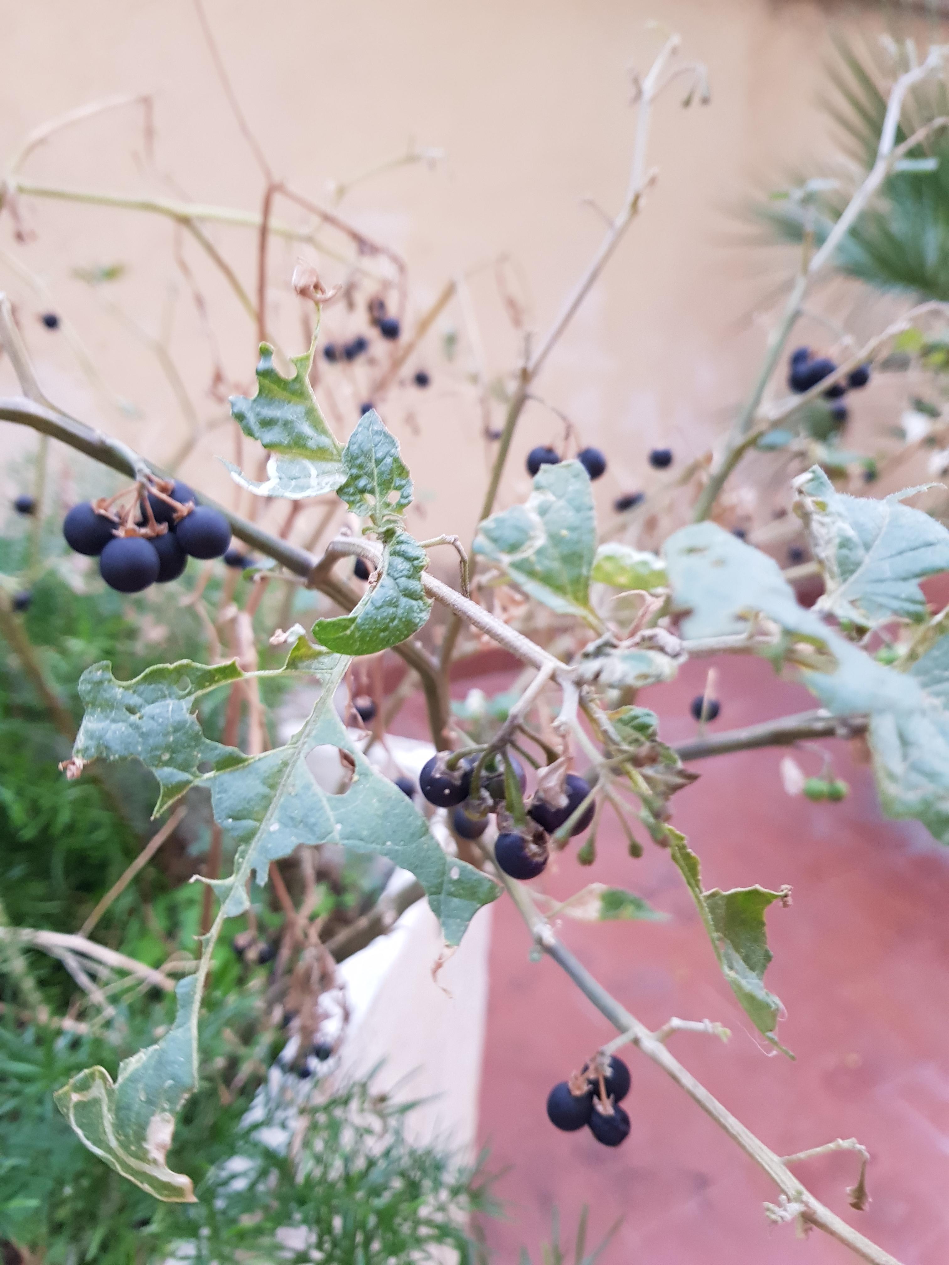 What are these? Are they edible? Found in italy r/whatsthisplant