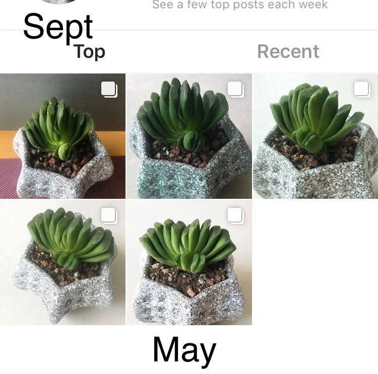Why has my haworthia lime green closed up? Does it need