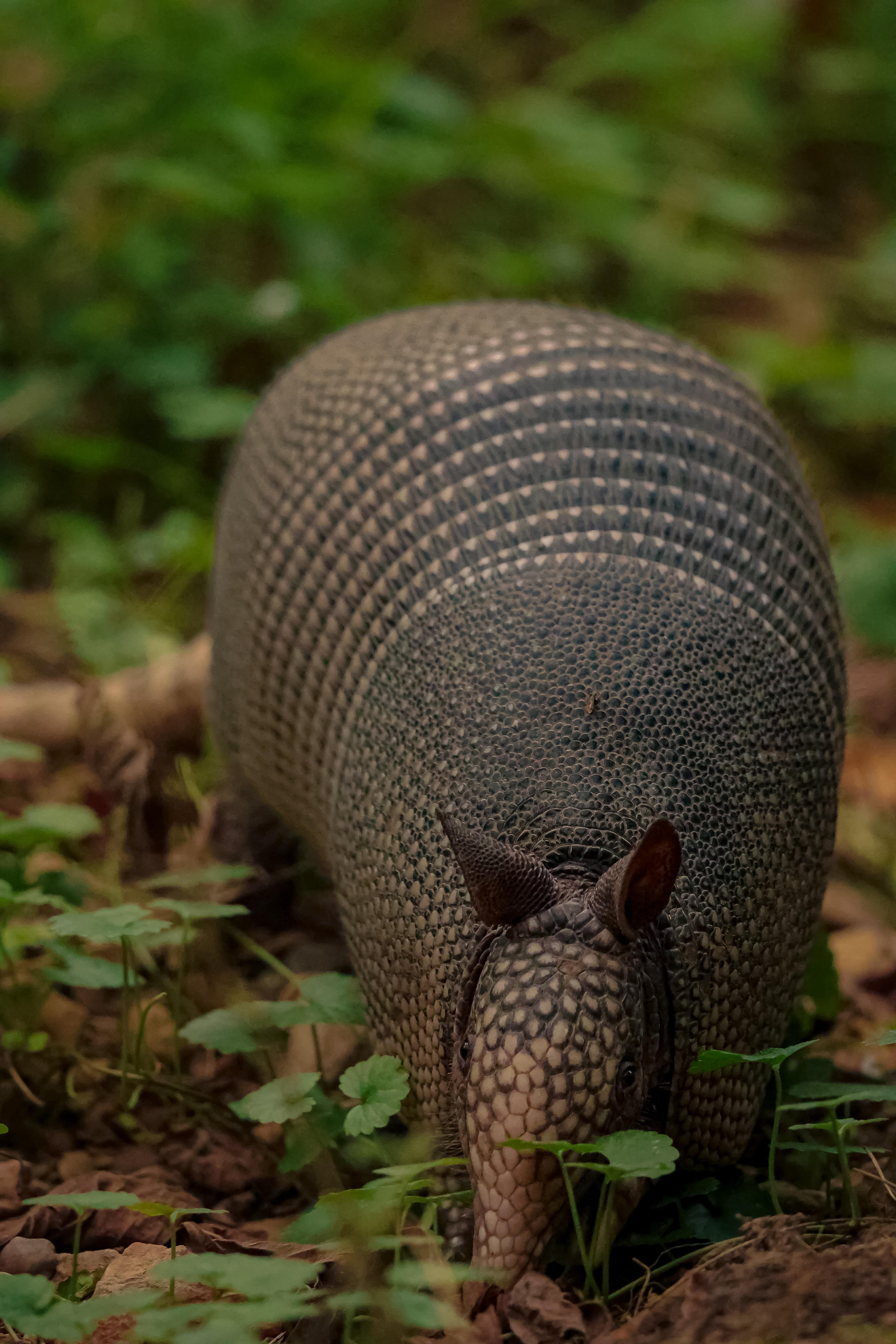 NineBanded Armadillo in Nashville, TN r/naturephotography