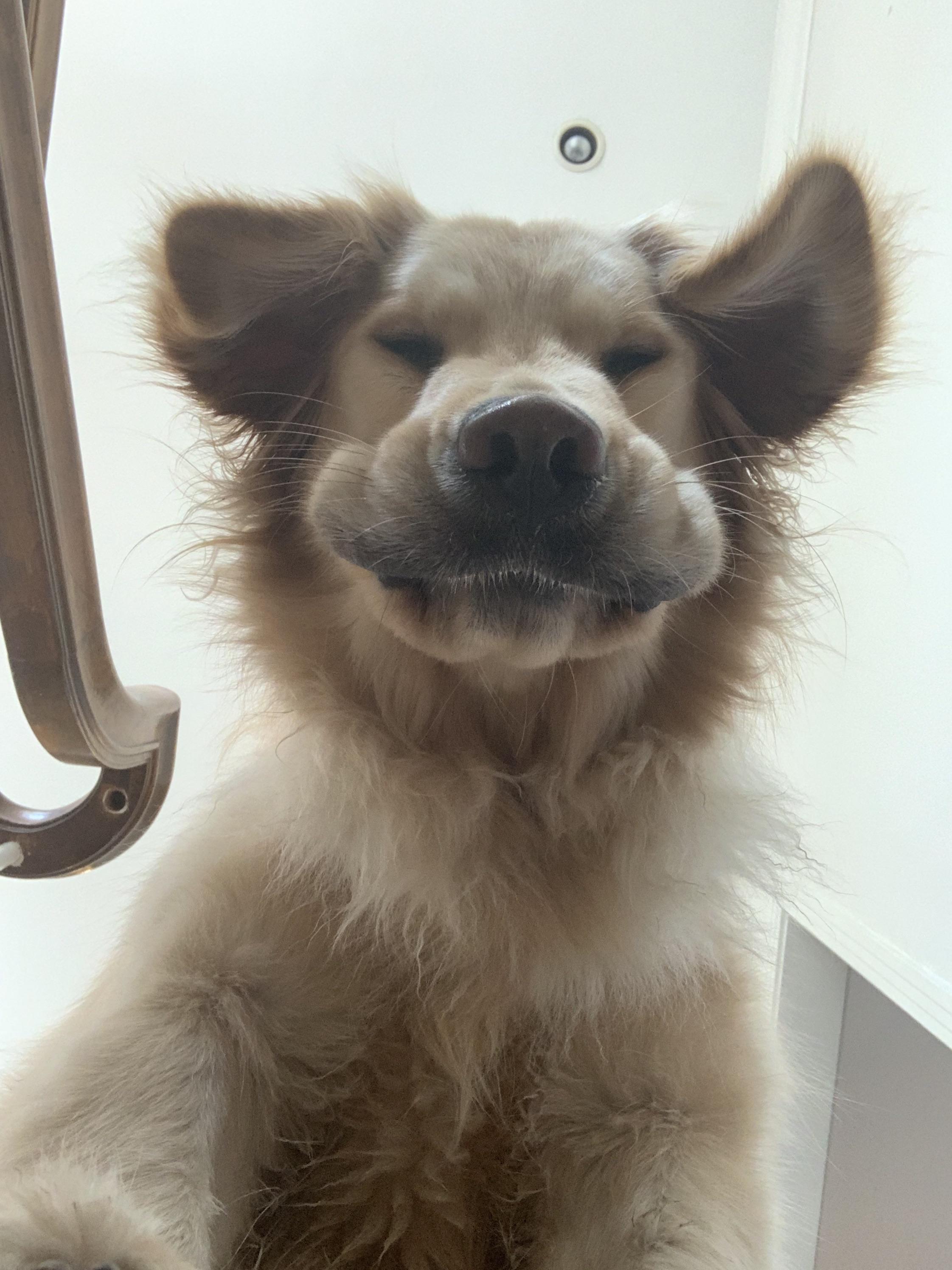 Droopy Face r/goldenretrievers