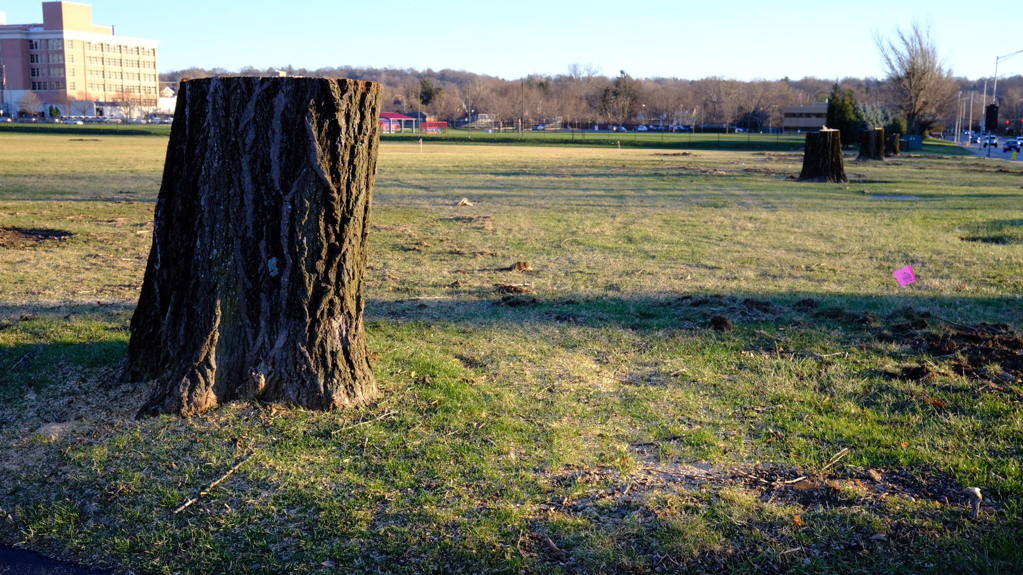 UD finally killed the ginkgo trees dayton