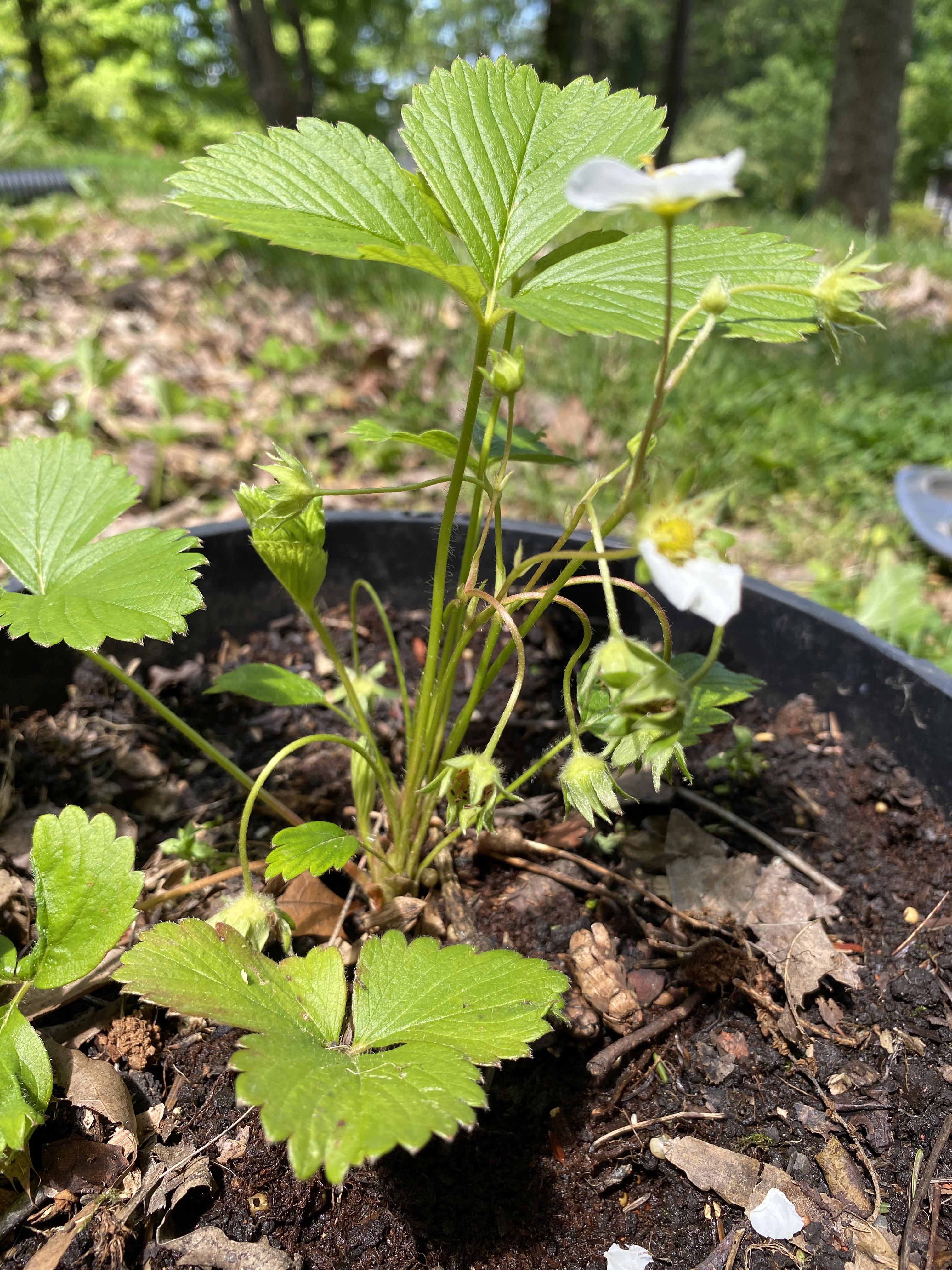 Beginner here. There’s like 10 strawberry buds in this one pot. Should