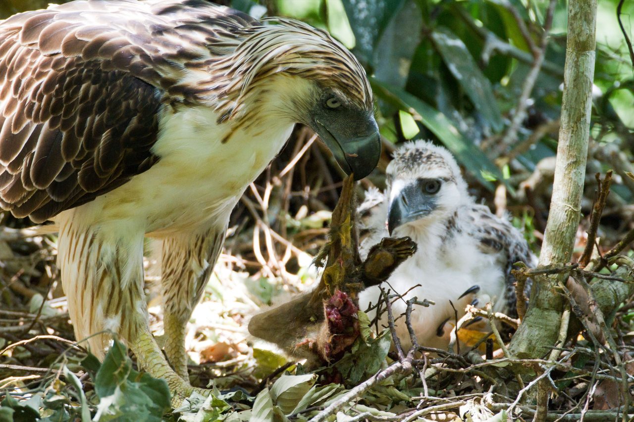 Philippine eagle feeding a monkey it captured to its young. r