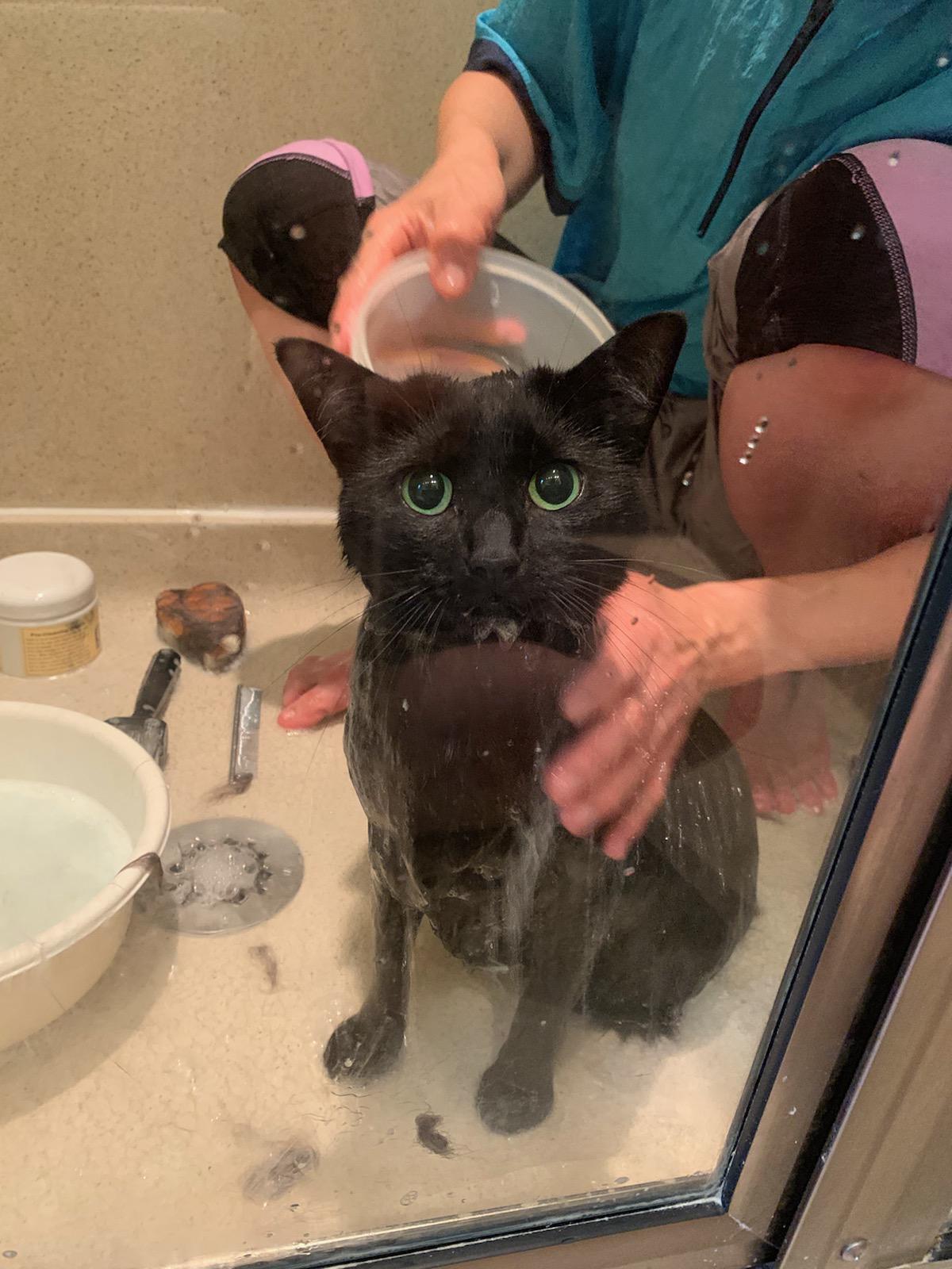 First time getting her fur cleaned, I've never seen this look before